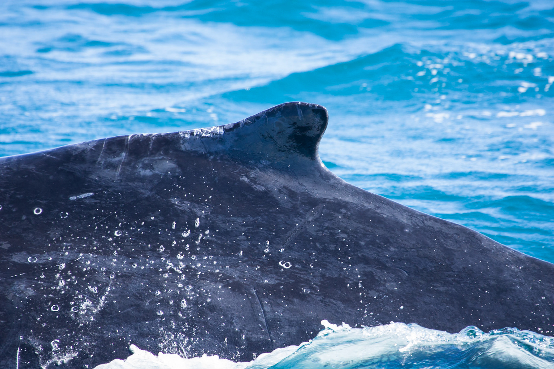 Humpback whale's dorsal fin, Hervey Bay near Fraser Island, Queensland