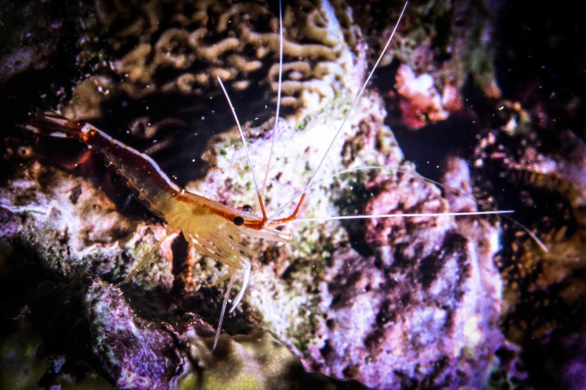 Cleaner shrimp, Comores