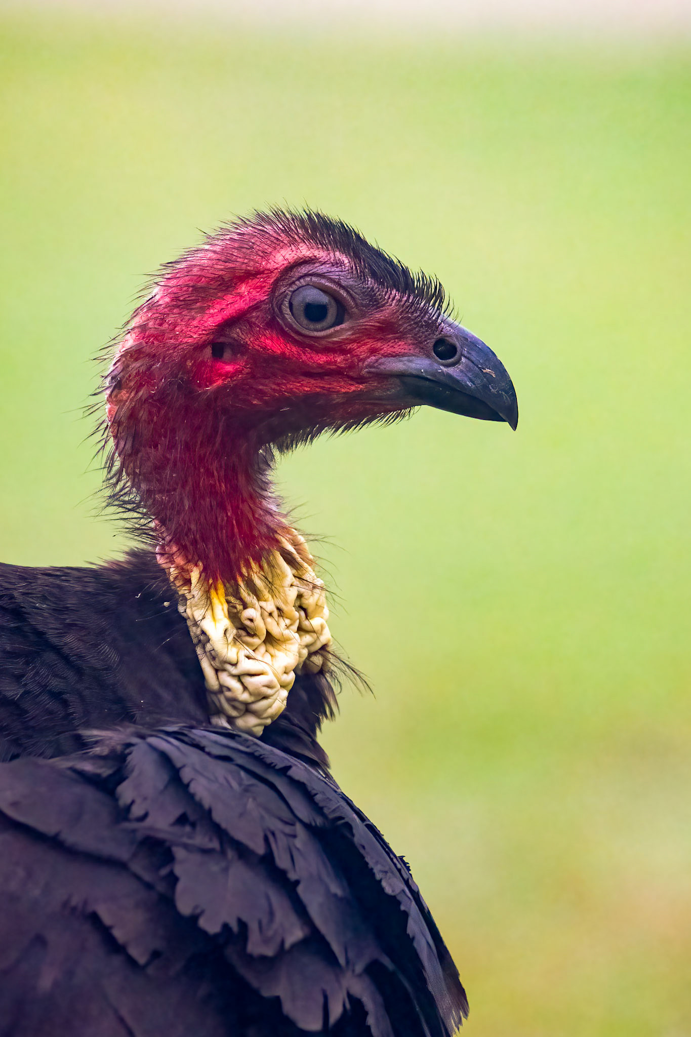 Australian brushturkey, O'Reilly's Rainforest Retreat, Lamington National Park, Queensland, Australia