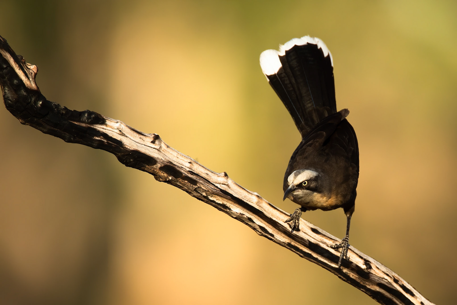 Grey-crowned babbler, Katherine, Northern Territory, Australia