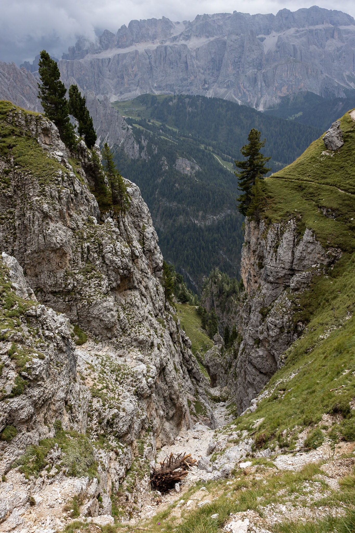 Stevia, Selva di Val Gardena, Dolomites, South Tyrol, Italy