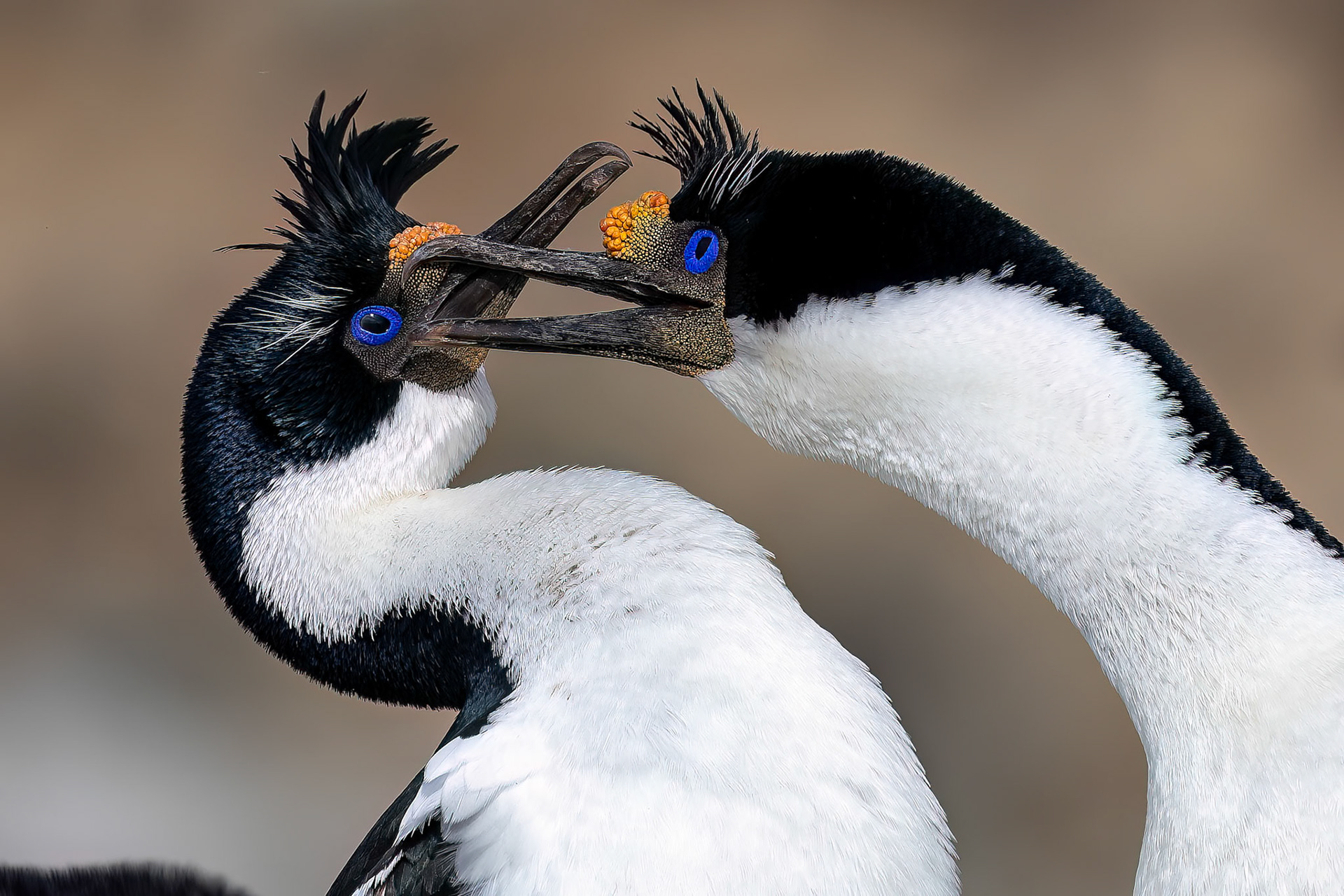 Imperial cormorant, Pebble Island, Falkland Islands