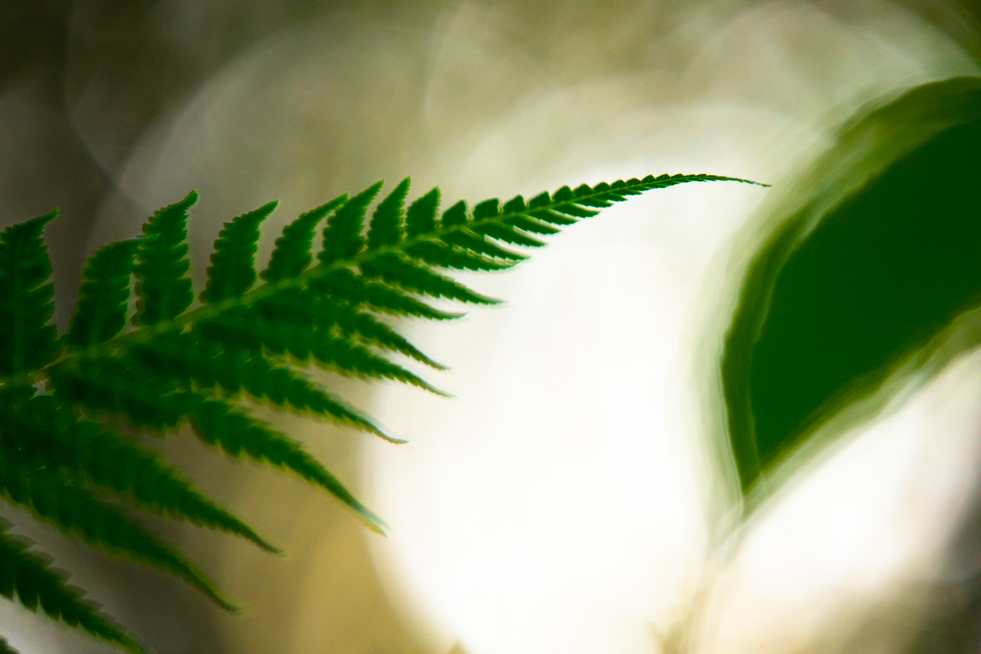 Fern Tree, Huon road, Hobart, Tasmania