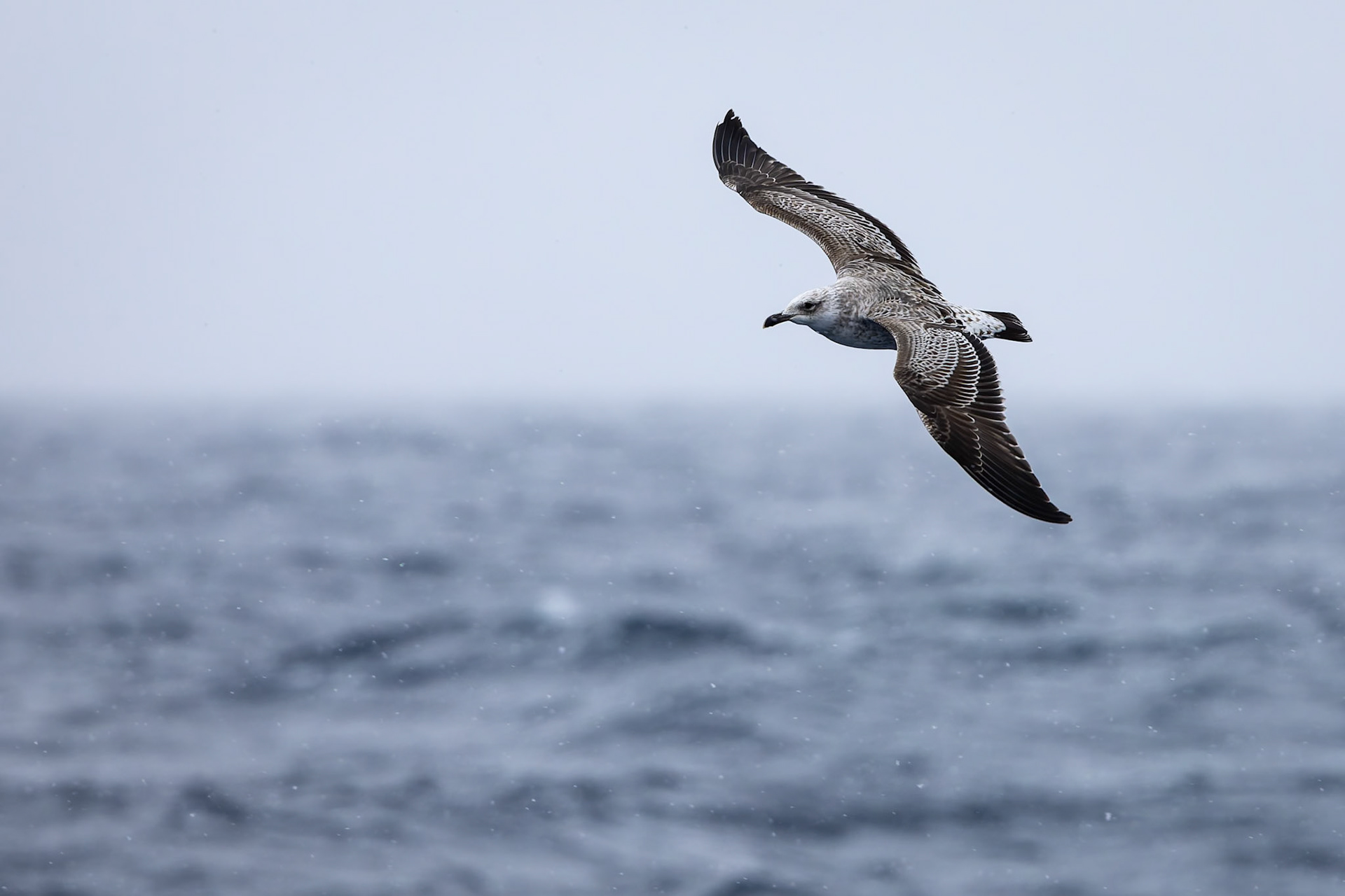 Kelp gull, from the Falklands towards Antarctica