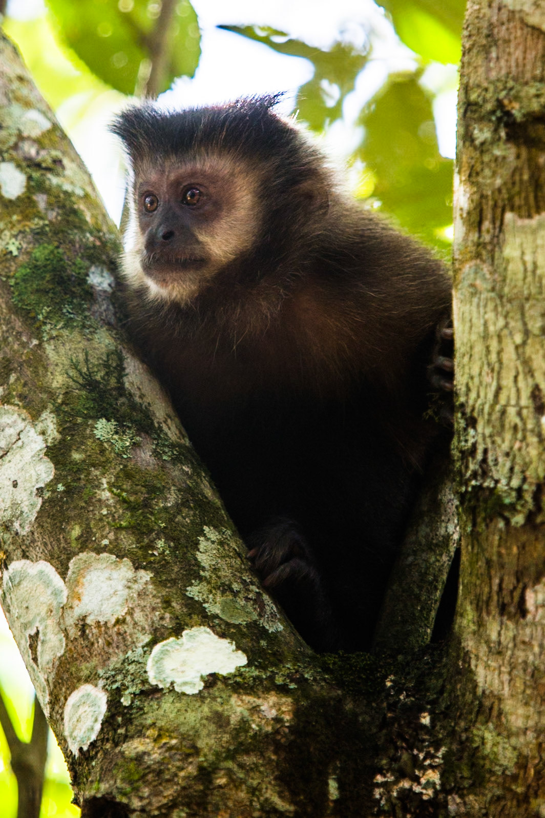 Capuchin monkey, Iguassu Falls, Brazil and Argentina
