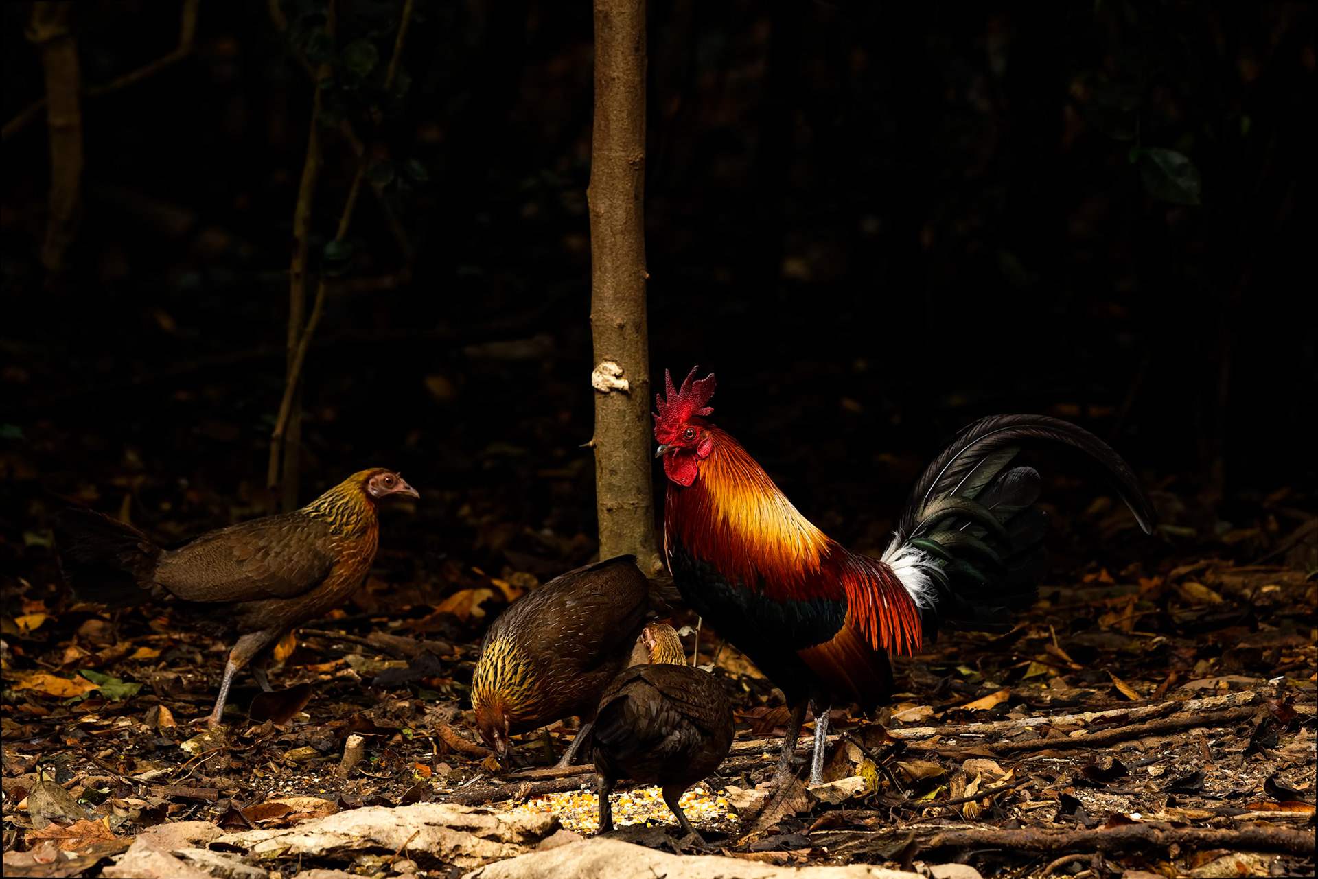 Red junglefowl, Khaeng Krackan National Park, Thailand