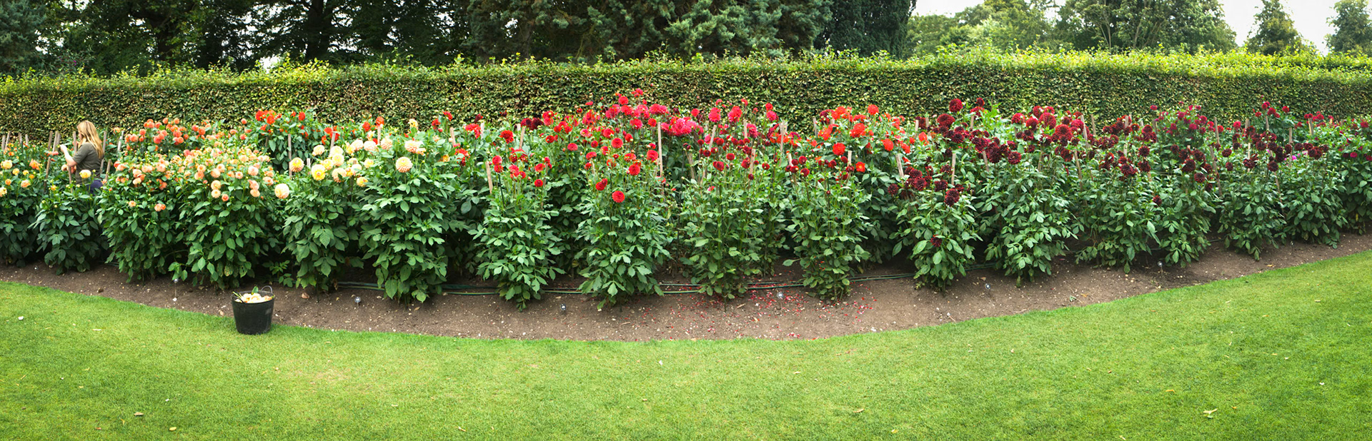 Spread of dahlias, Angley Abbey, Cambridgeshire.