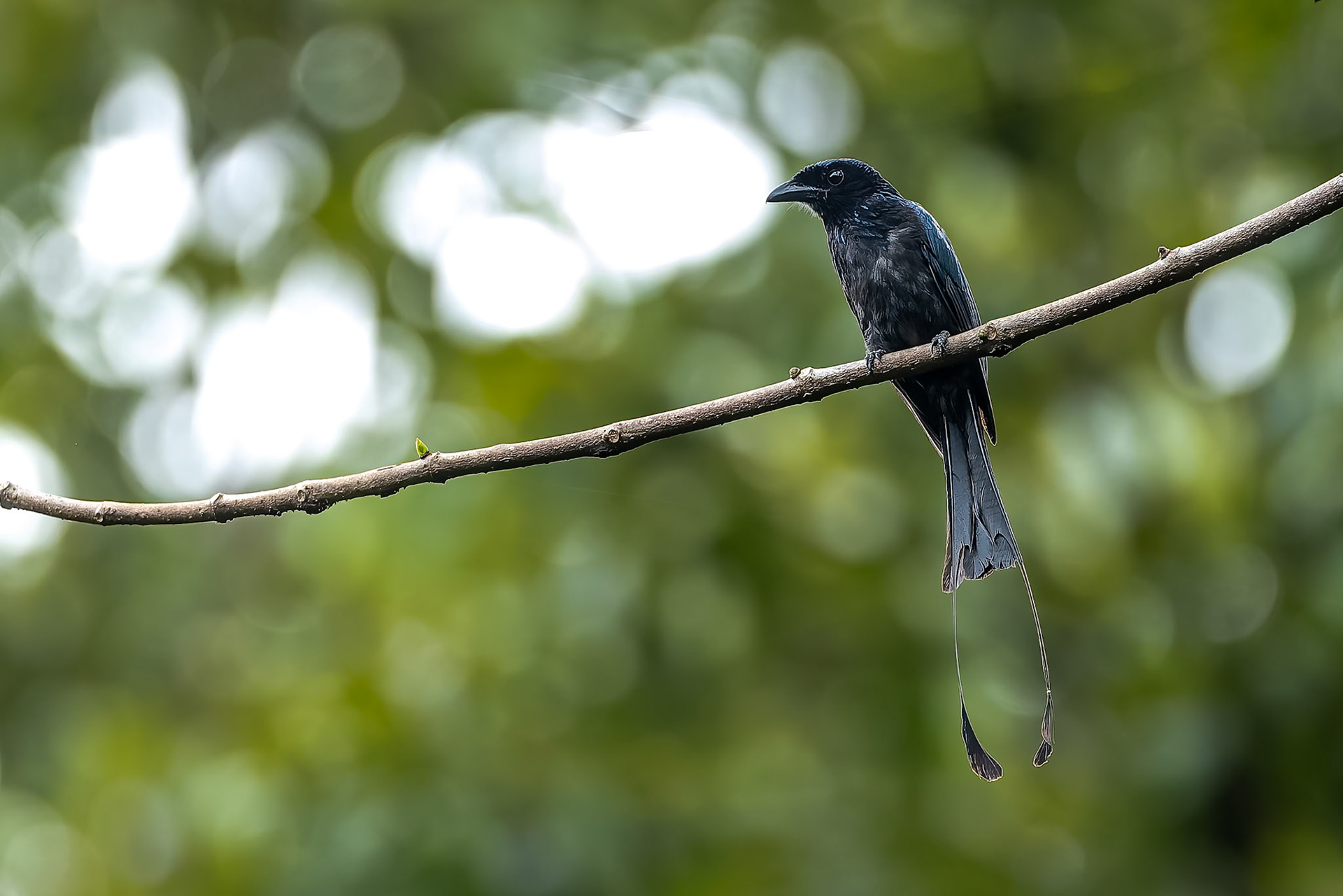 Greater racket-tailed drongo, Utan, Borneo