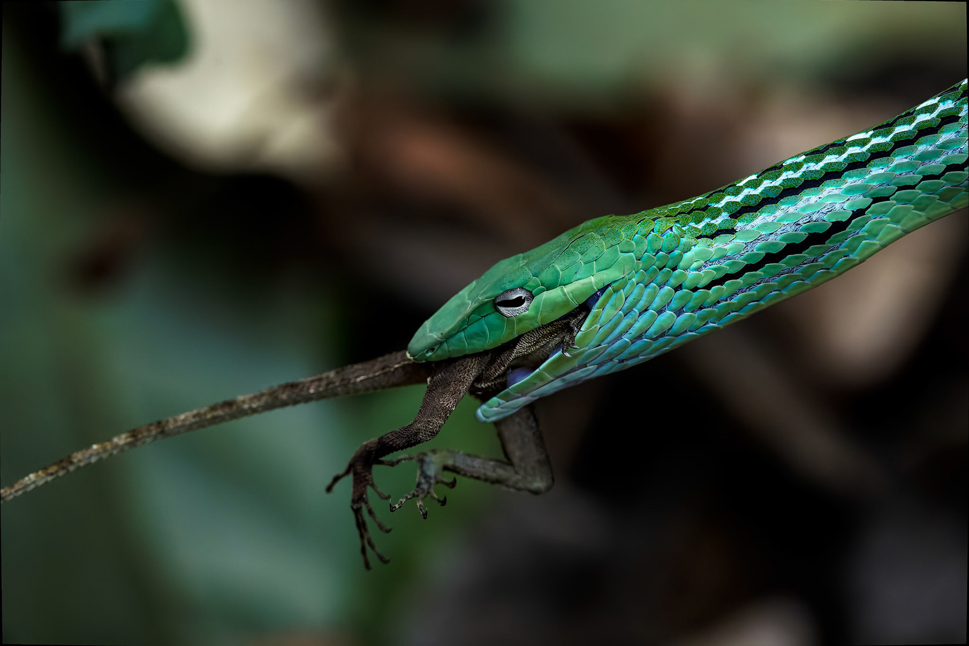 Oriental whipsnake (Asian vinesnake) eating a orange-winged flying lizard, Khaeng Krackan National Park, Thailand