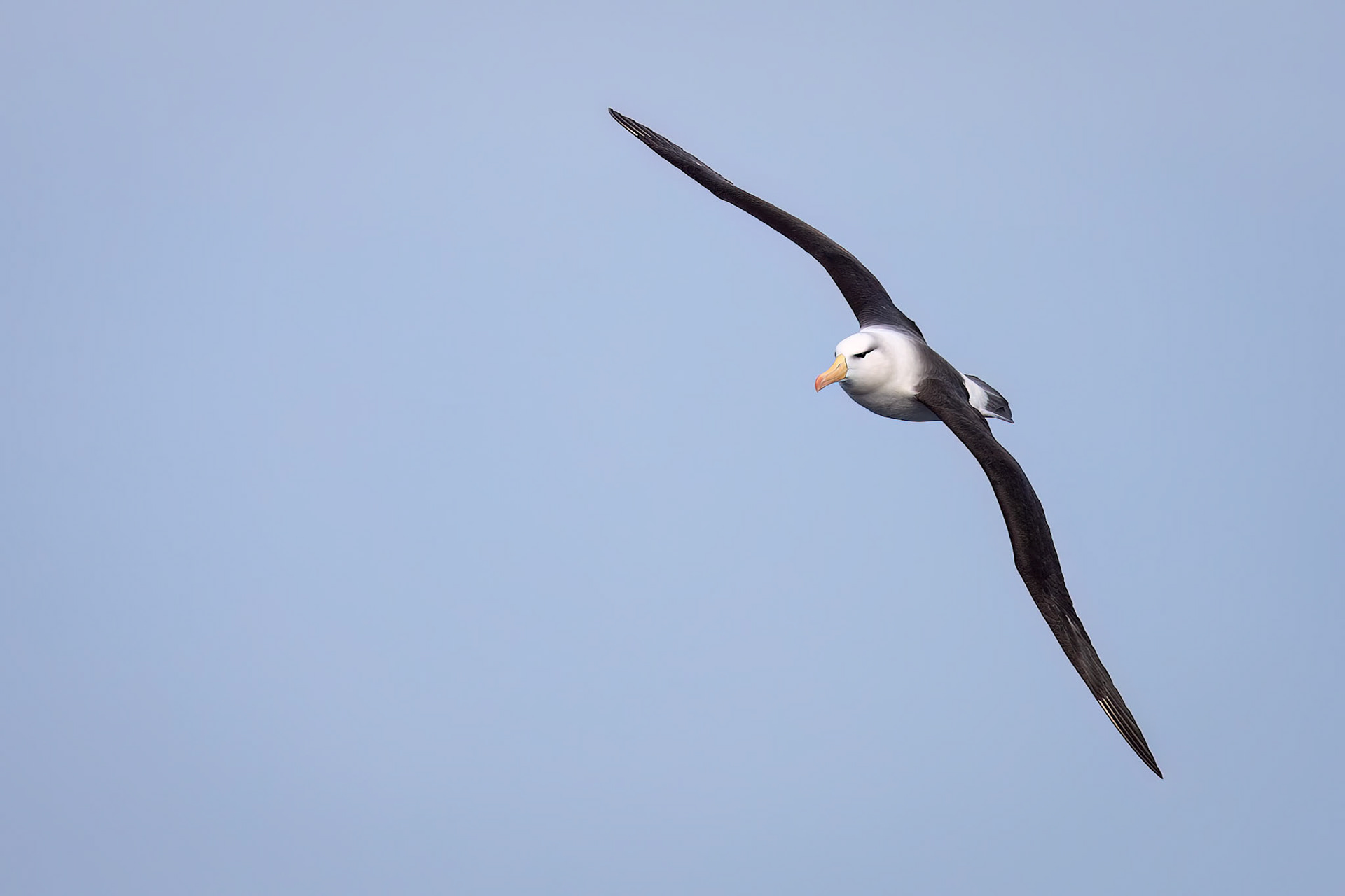Black-browed albatross, Cooper's Bay, South Georgia