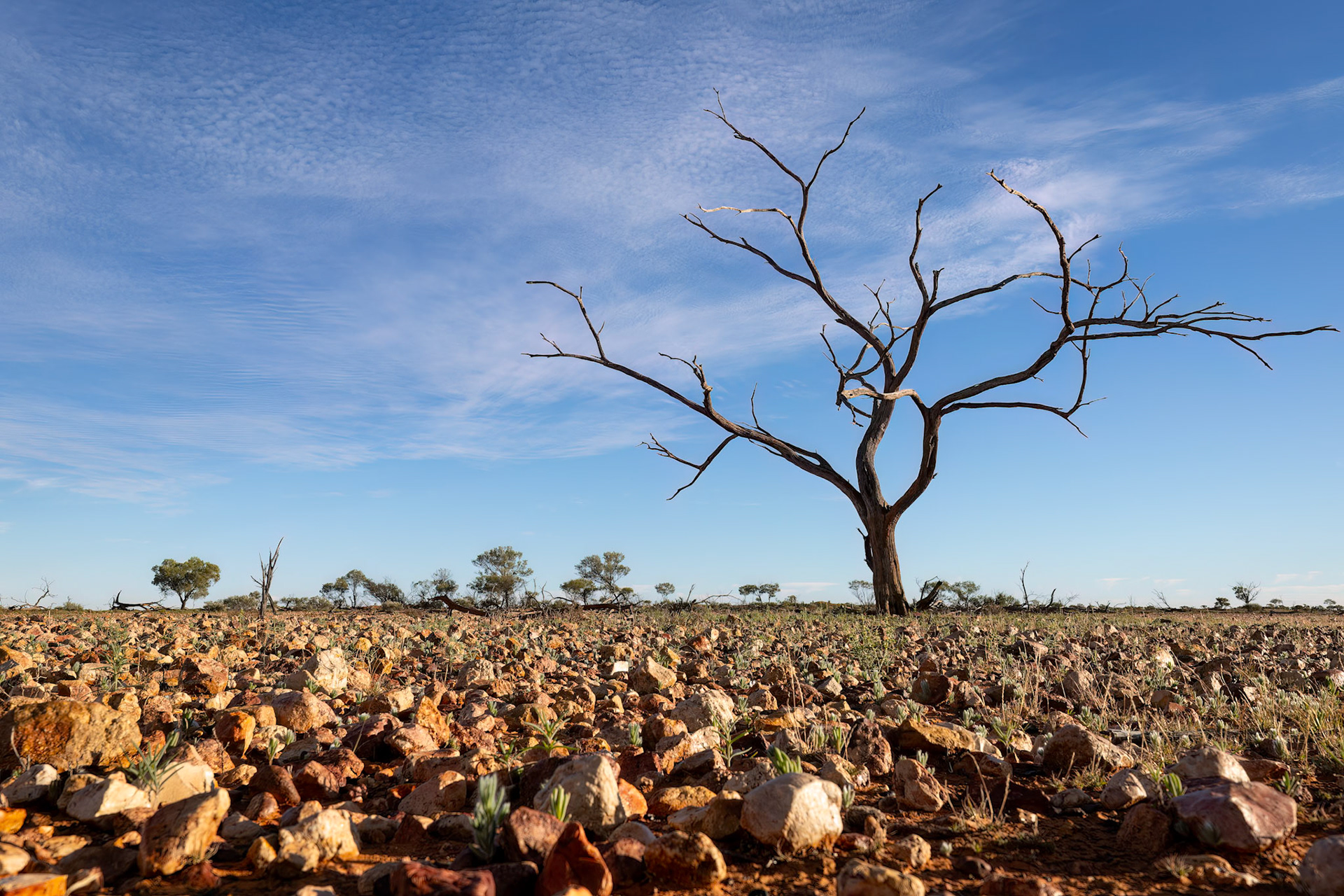 Landscape, Eromanga to Thargomindah, Queensland, Australia