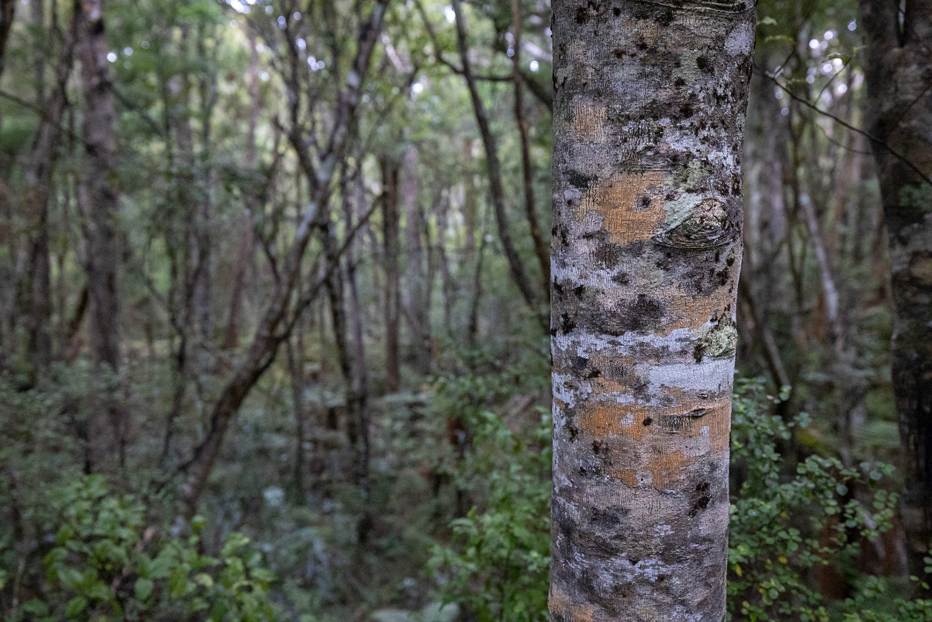 Ulva Island, New Zealand