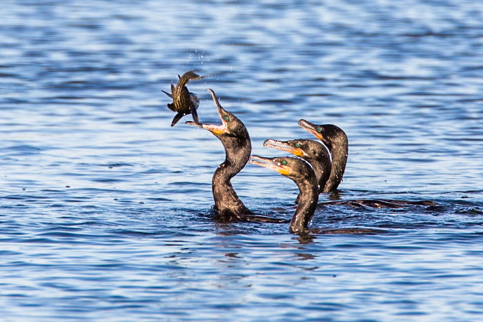 Neotropic cormorant, Transpantaneira, Pantanal, Brazil