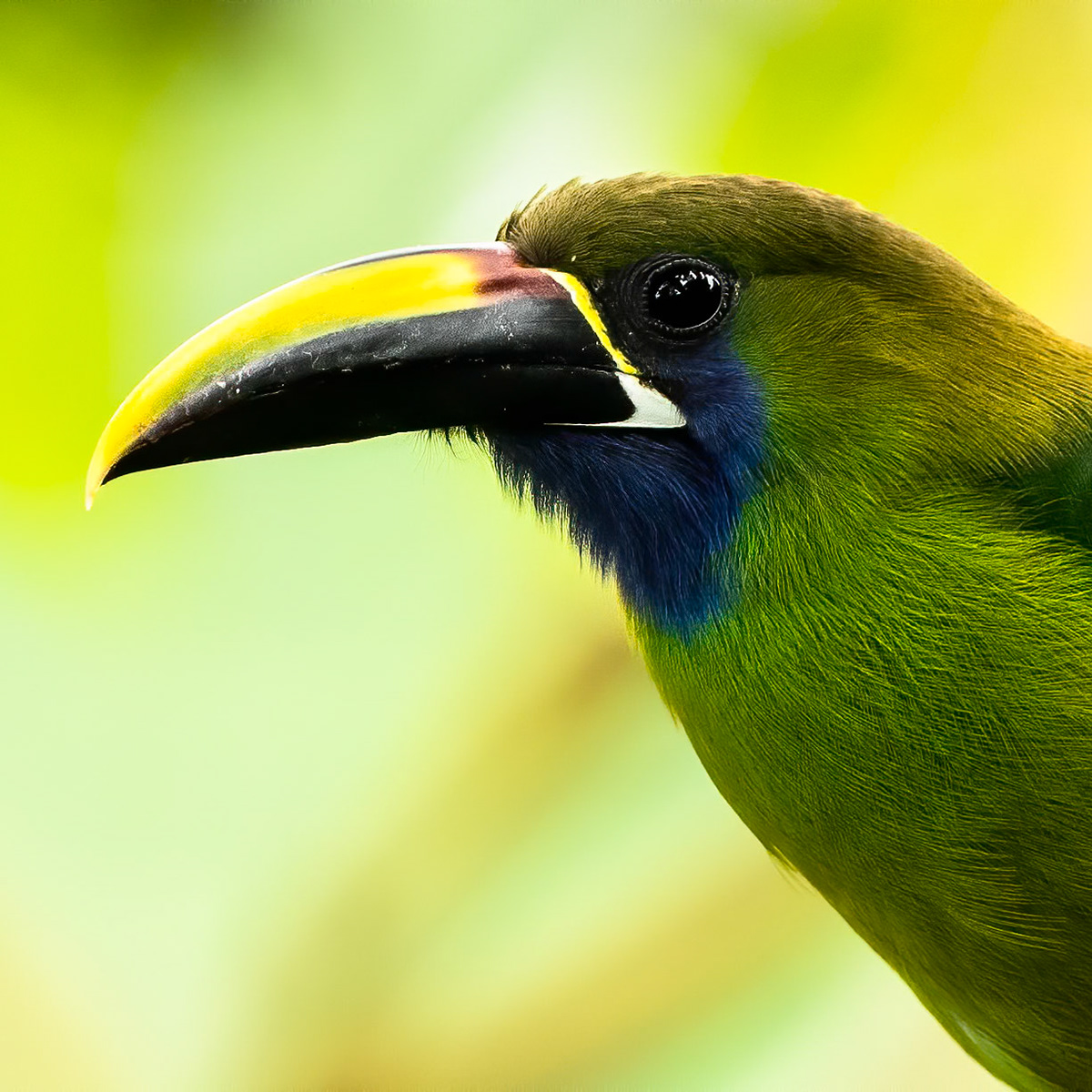 Emerald toucanet, Catarata de La Paz, Costa Rica, 2019