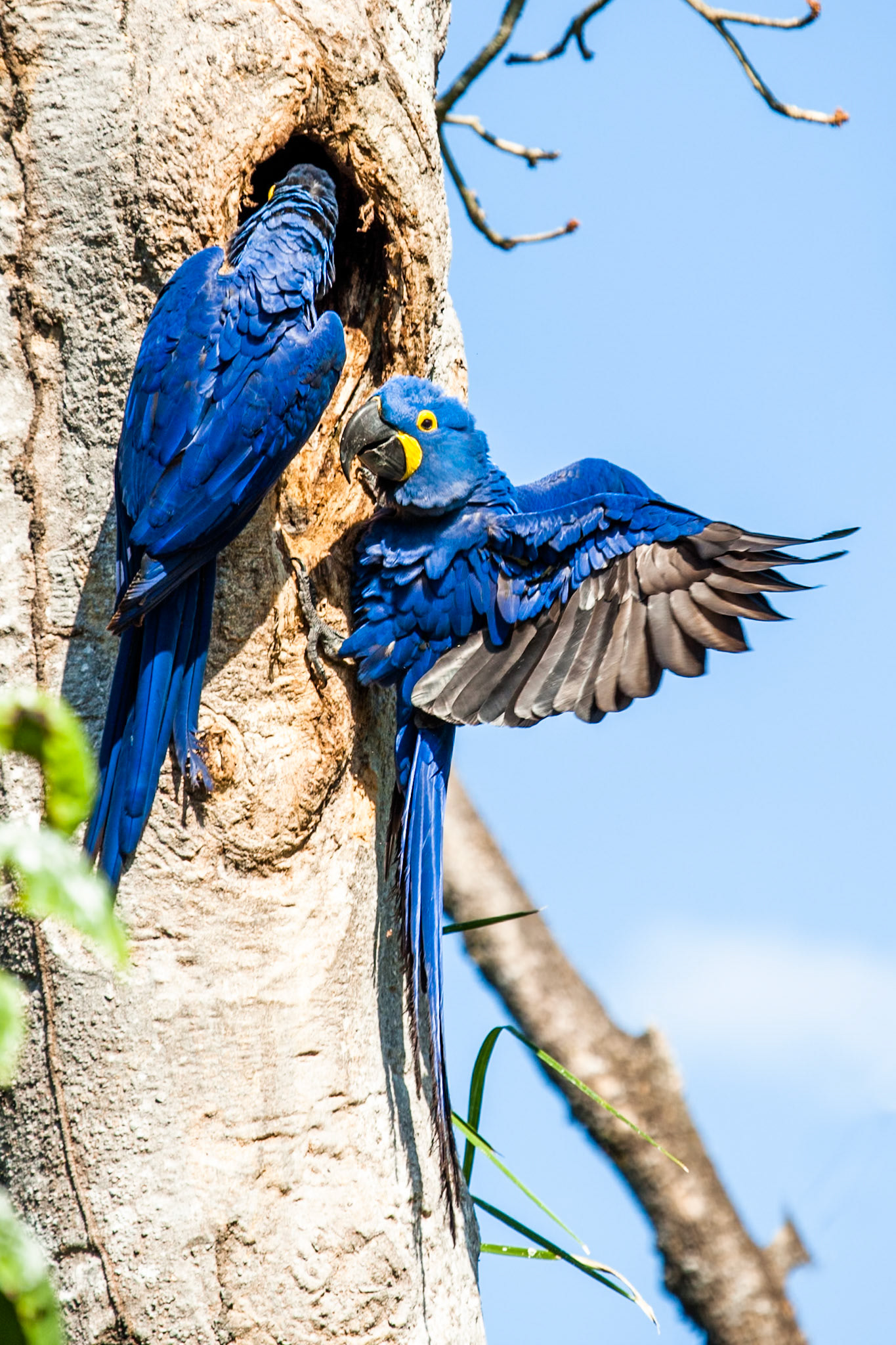 Hyacinth macaws, Pousada Piuval, Pantanal, Brazil