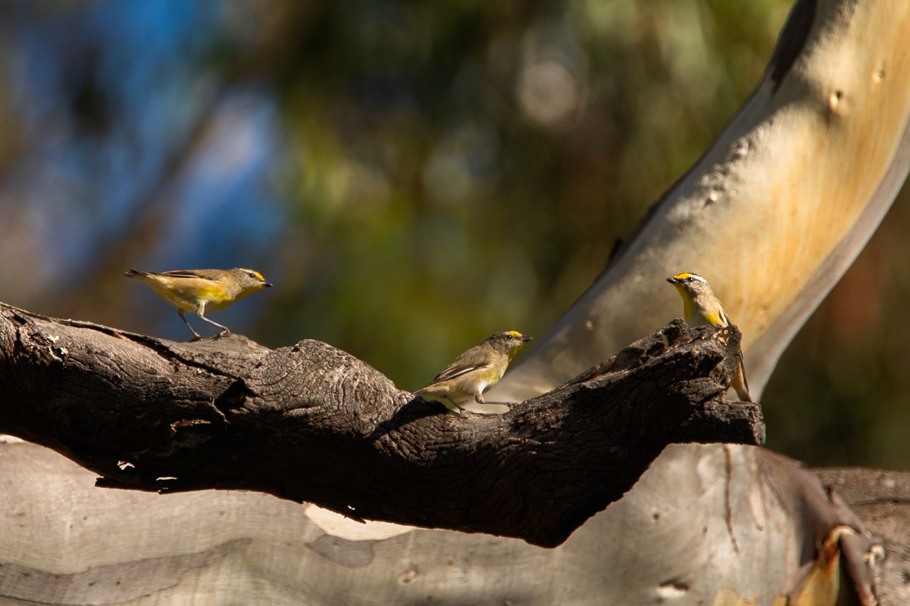 Striated pardelote, Peter Murrell Reserve, Hobart, Tasmania