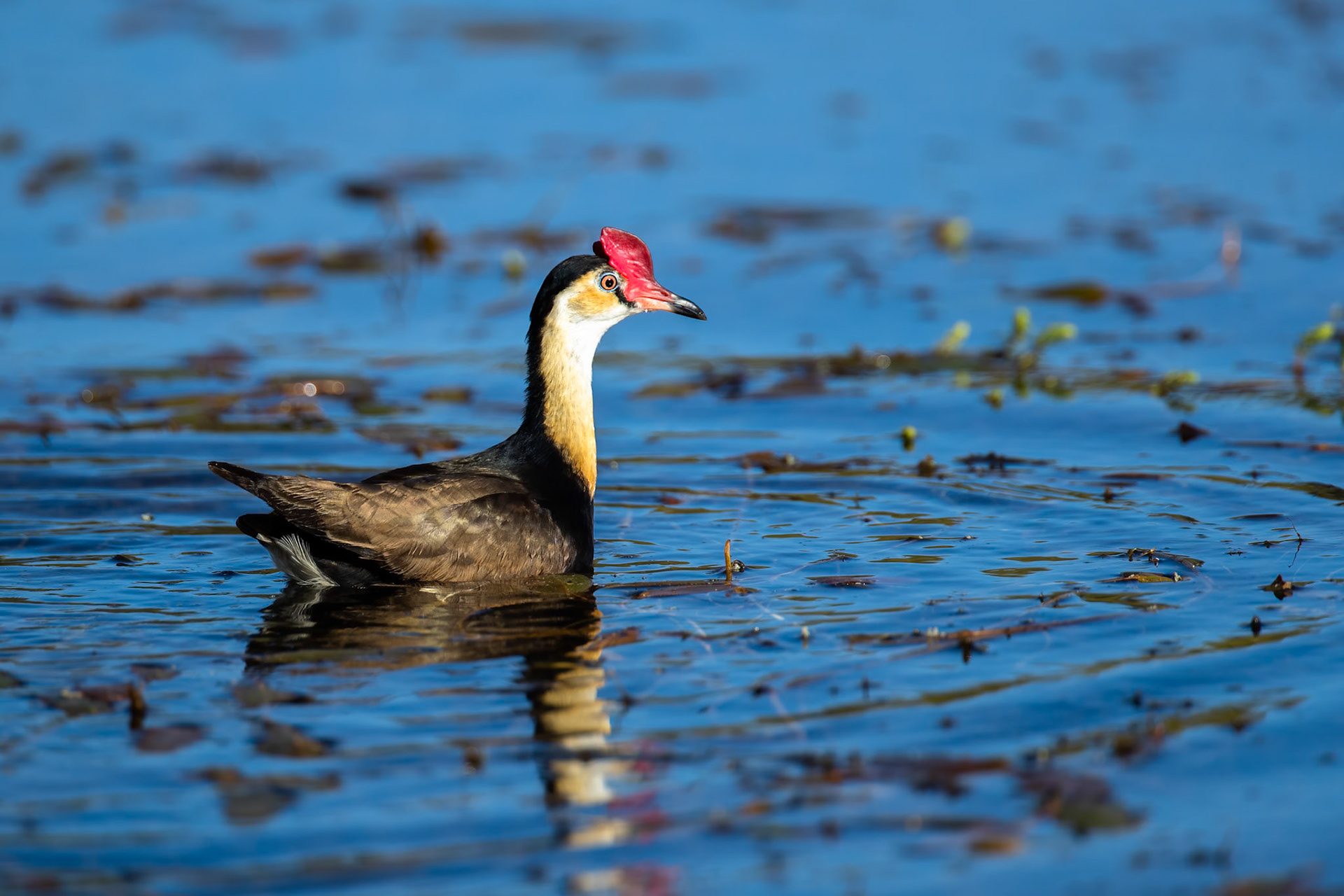 Comb-crested jacana, Lake Moondarra, Mount Isa, Queensland, Australia