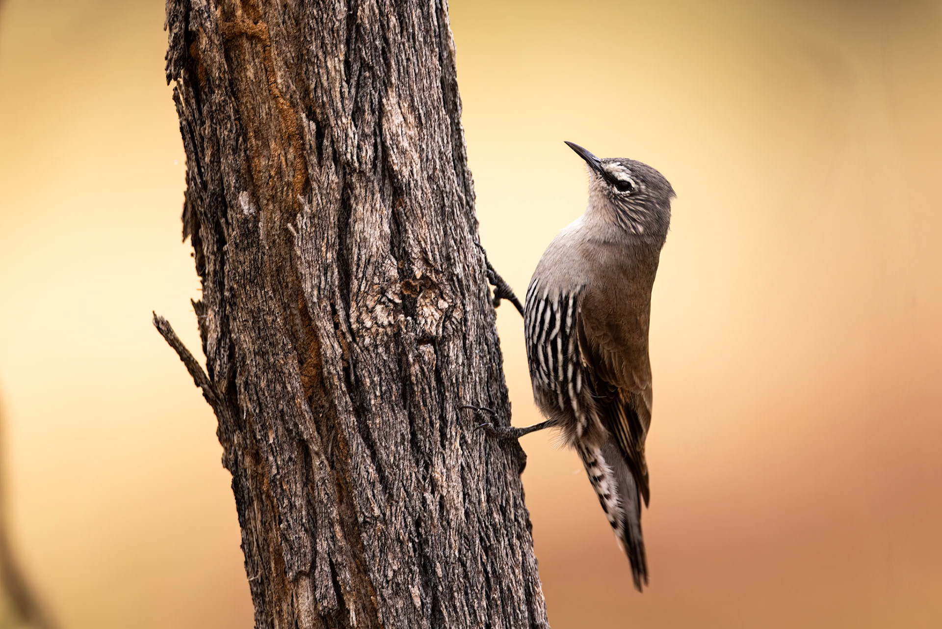White-browed treecreeper, Eulo to Cunnamulla, Queensland, Australia