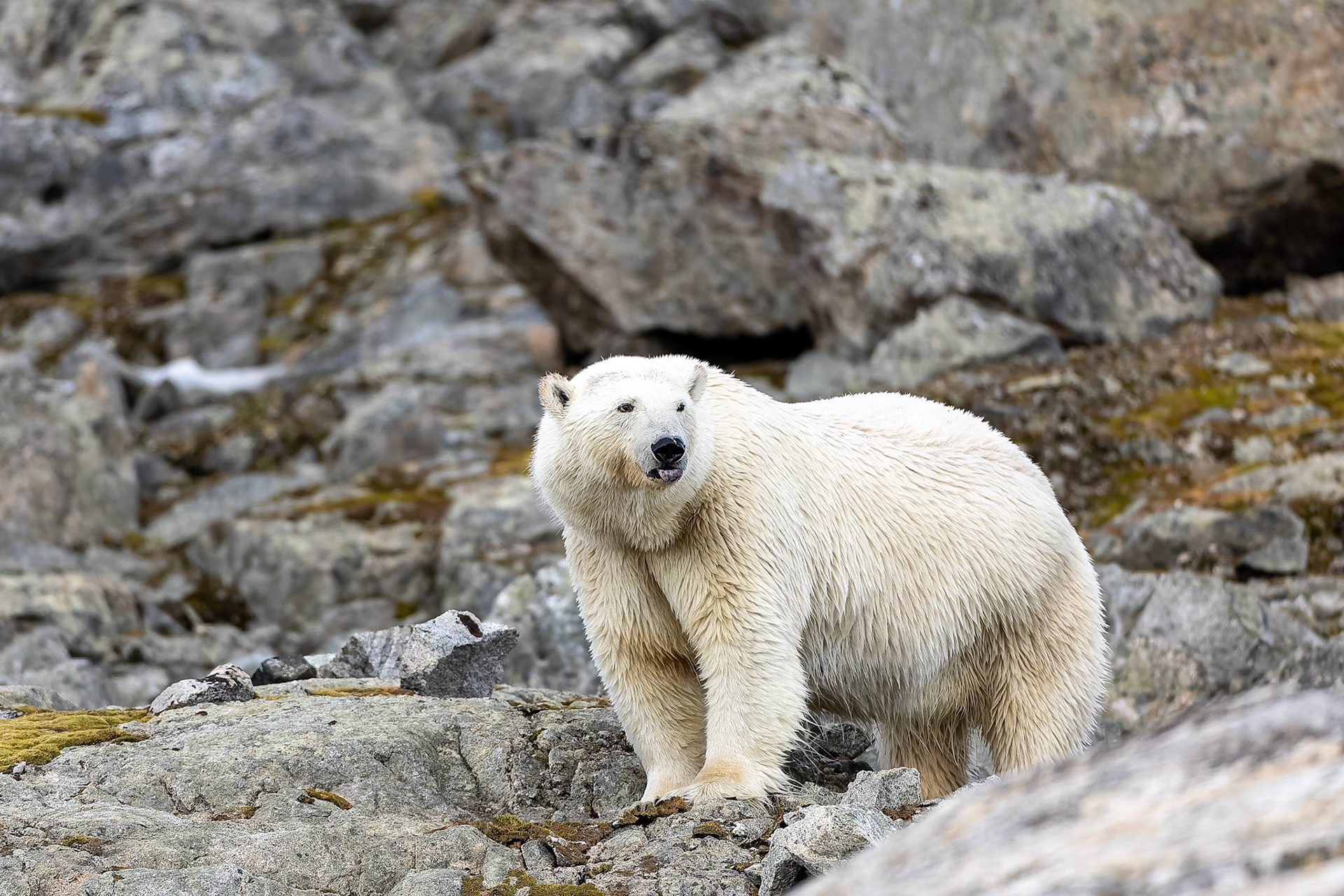 Polar bear, Hamiptonbukka, Svalbard, Norway