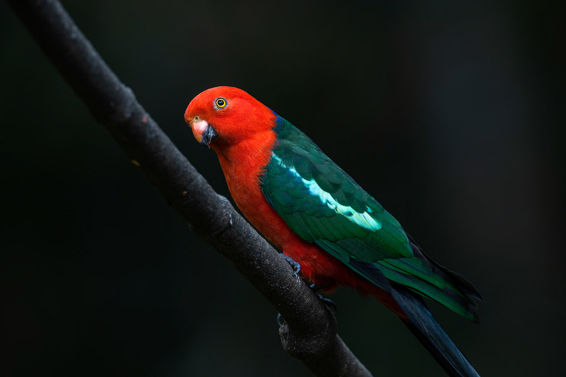 Australian king-parrot, Lake Eacham, Atherton Tablelands, Queensland