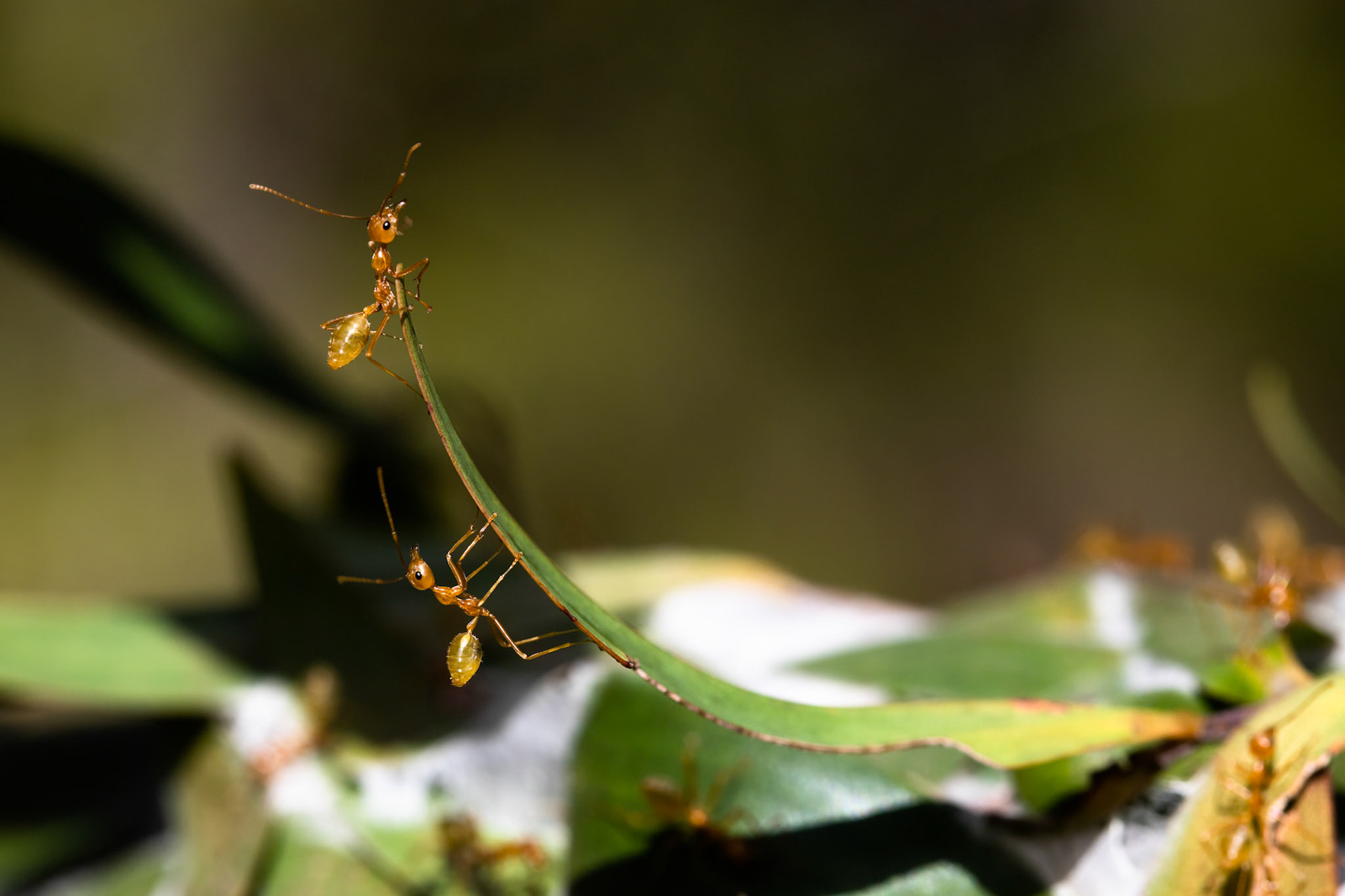 Green ant, Kutini-Payamu (Iron Range) National Park, Cape York Penninsula, Queensland
