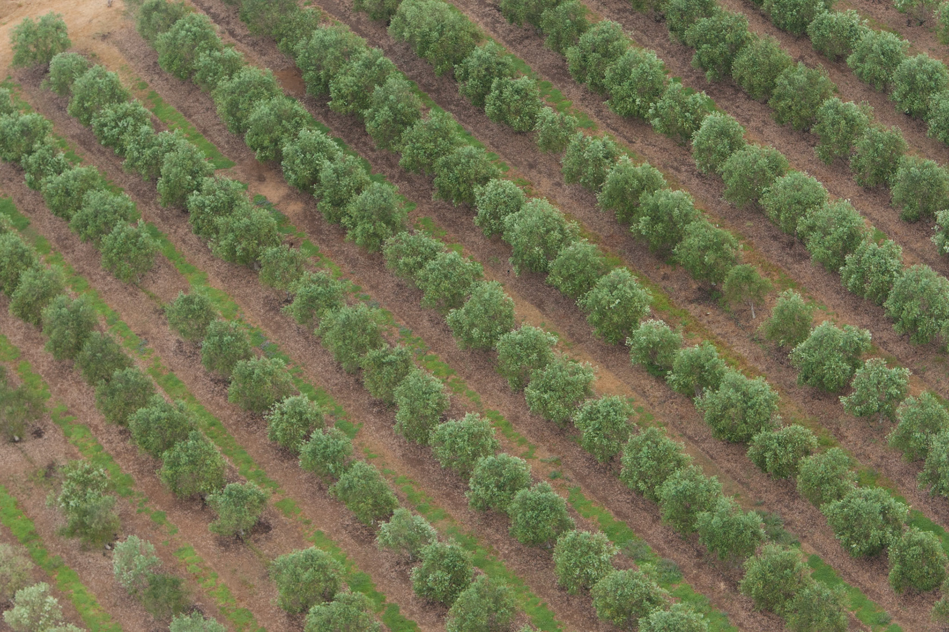 Hot air balloon ride in the Hunter Valley, New South Wales.