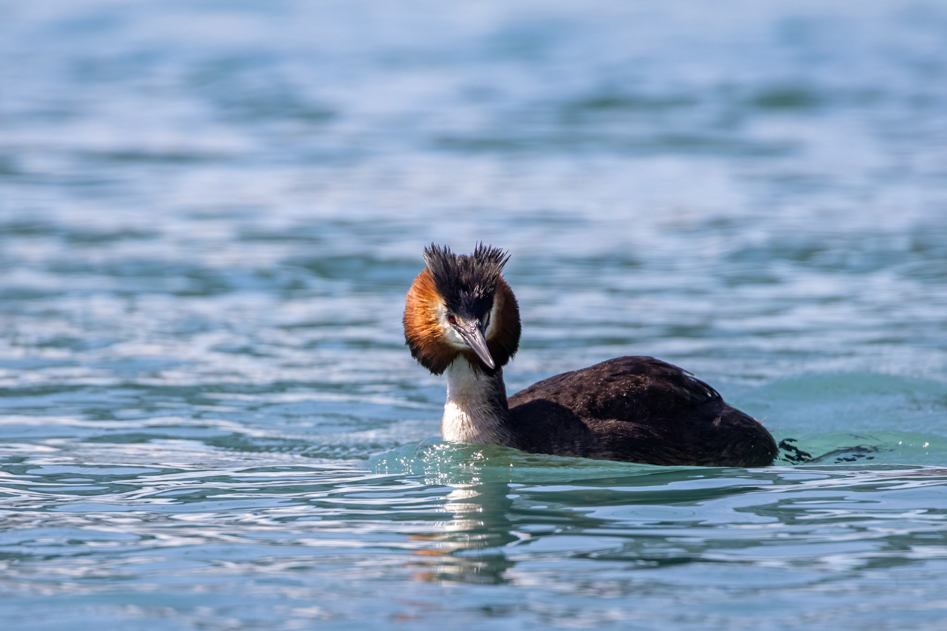 Great crested grebe, Twizel, New Zealand