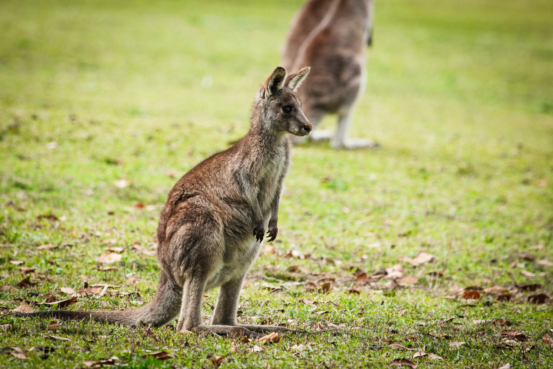 Eastern grey kangaroos in the gardens and fields of Morriset, a psychiatrict institution