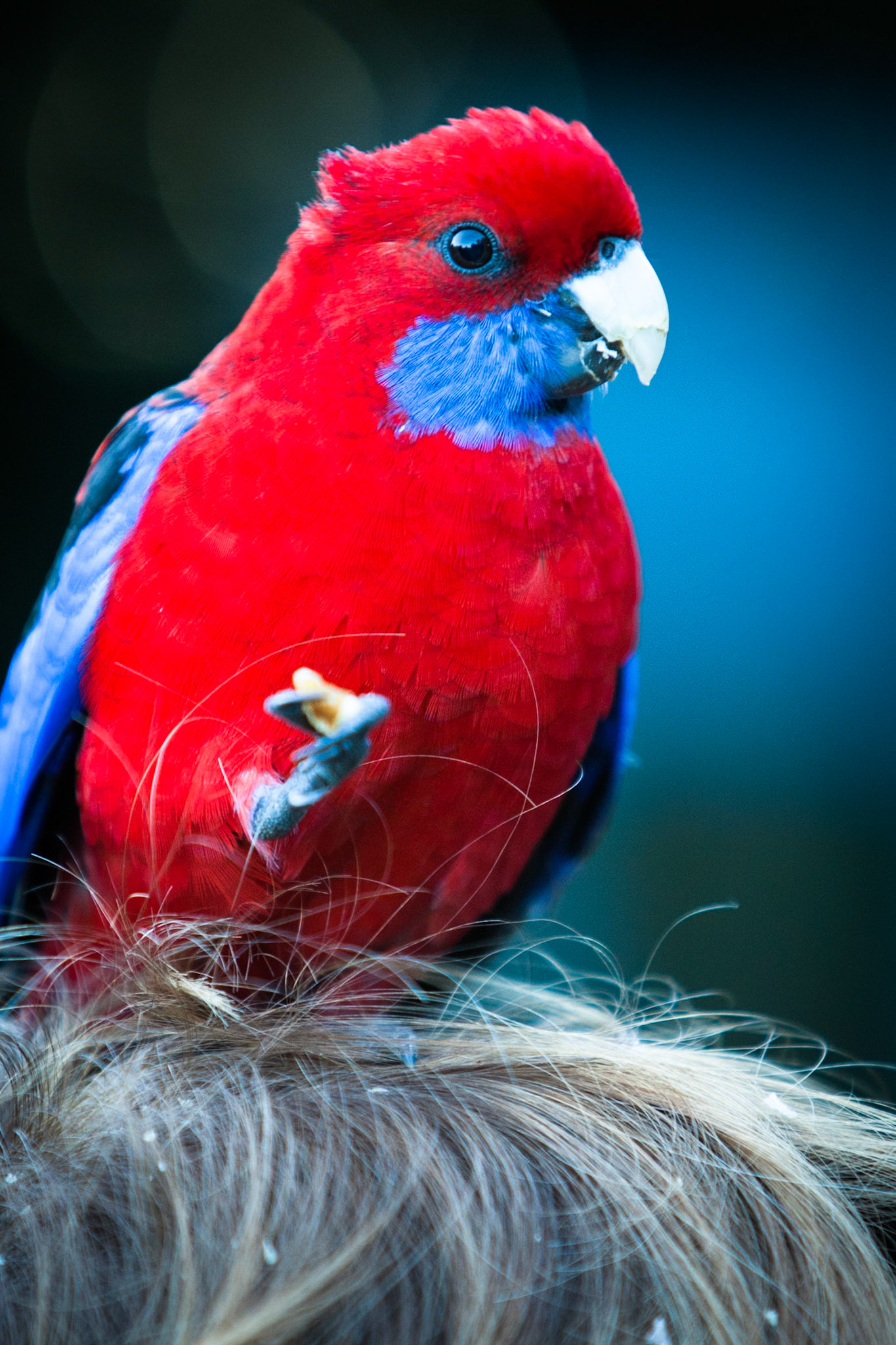 Lamington National Park, Queensland