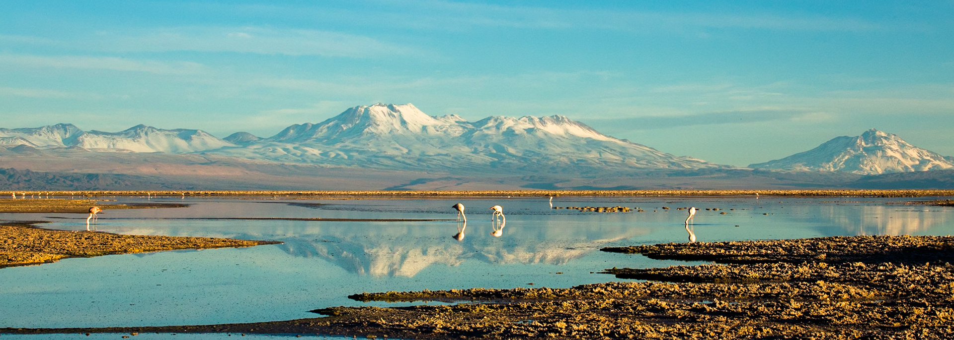 Chilean and Andean flamingos, Salar de Atacama, Chaxa lagoon, Atacama, Chile