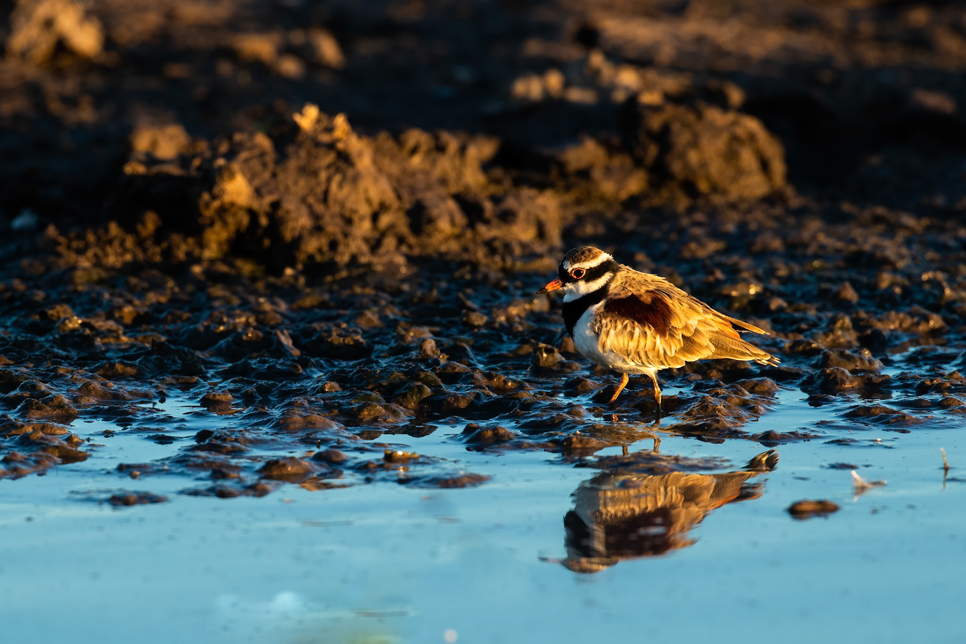 Black-fronted dotterel, Yellow waters billabong, Kakadu, Northern Territory, Australia