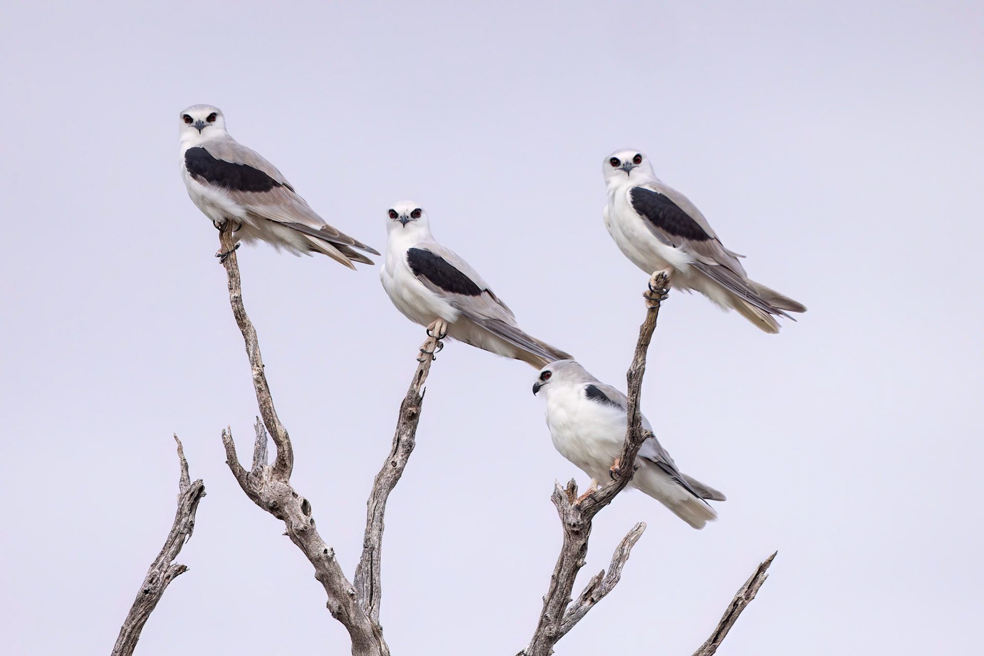 Letter-winged kite, Boulia to Birdsville, Queensland, Australia