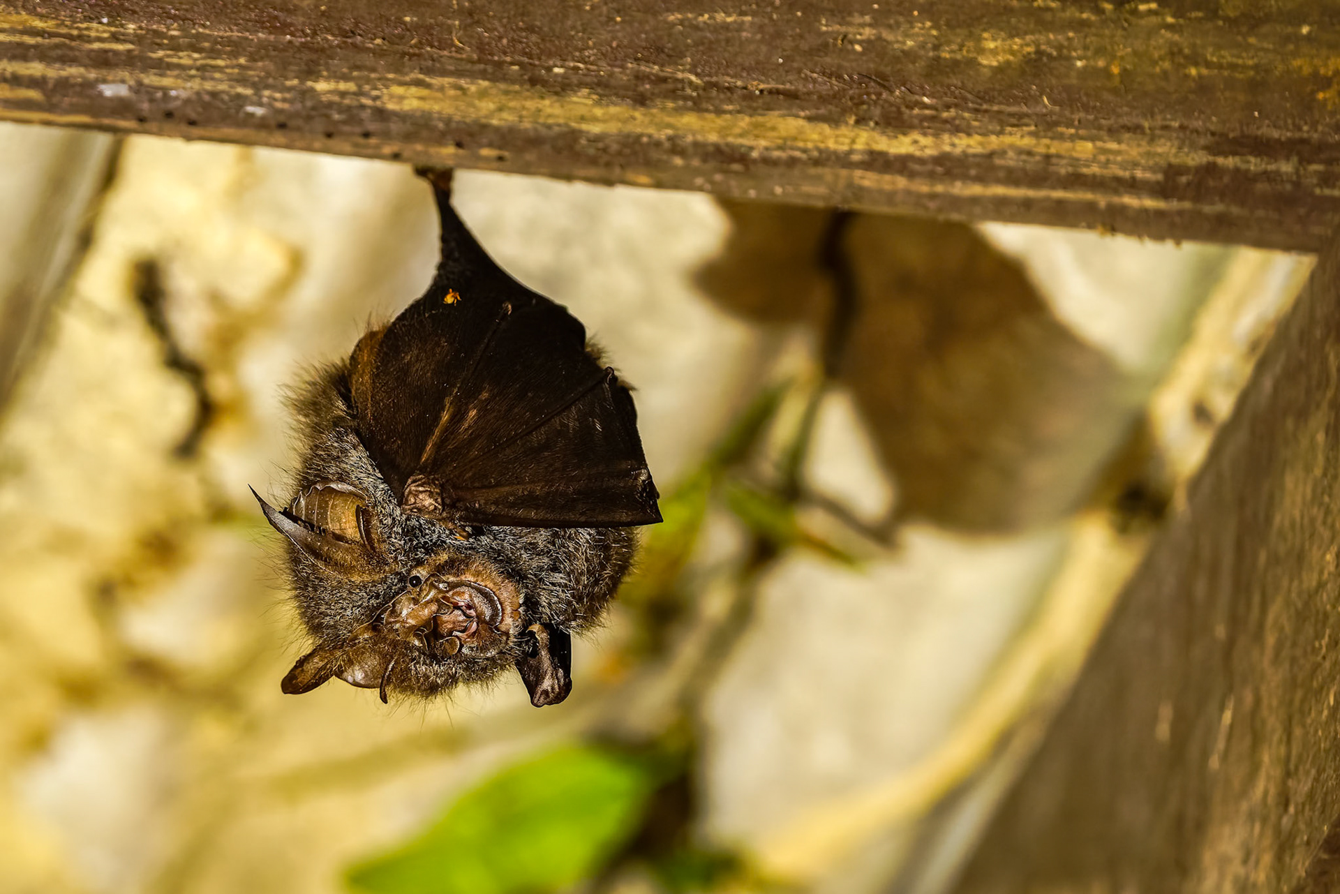 Northern wooly horseshoe bat, Khaeng Krackan National Park, Thailand