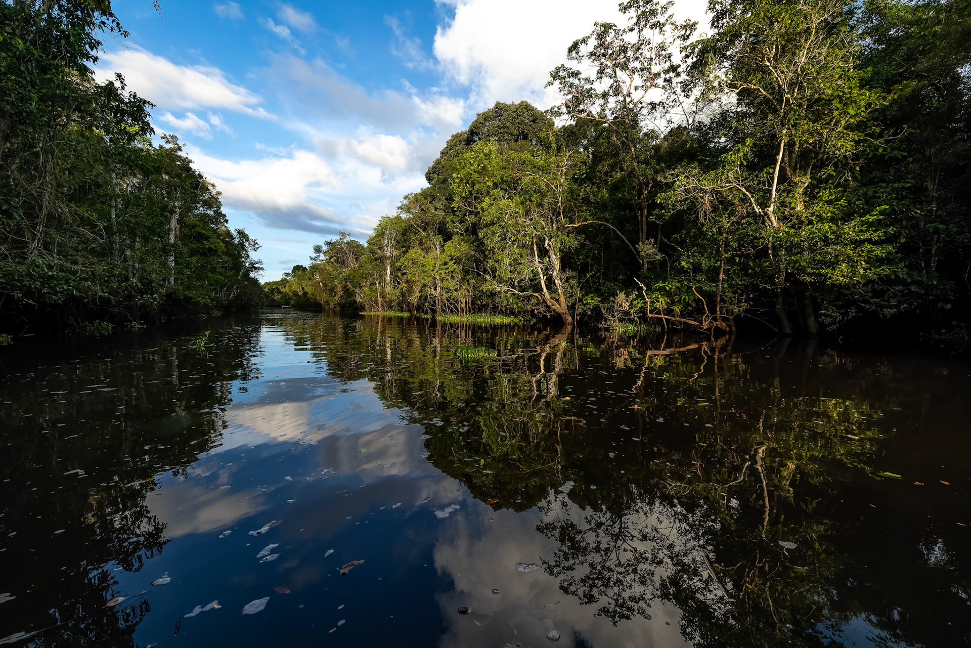 Forest landscape, Sukau, Borneo