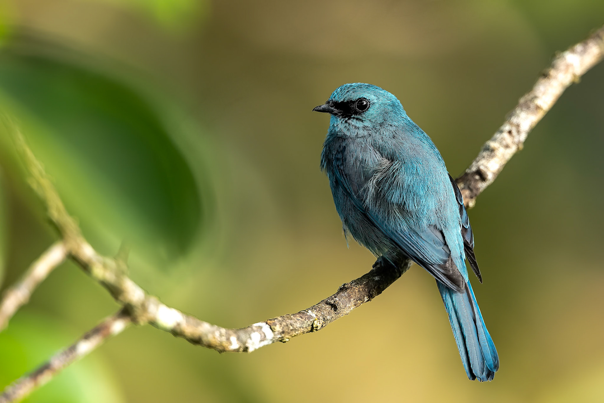 Verditer flycatcher, Sepilok, Borneo