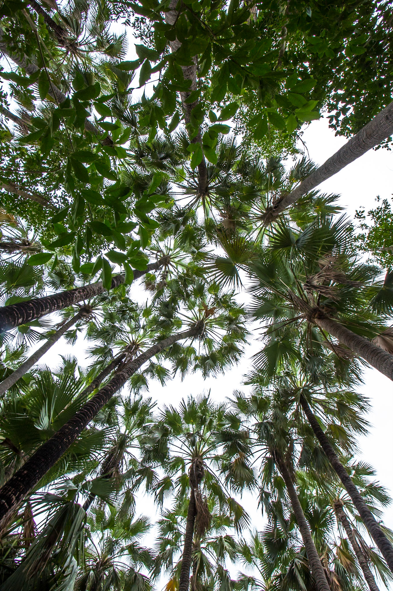 Zebedee thermal springs, El Questro Wilderness Park, The Kimberly, Western Australia