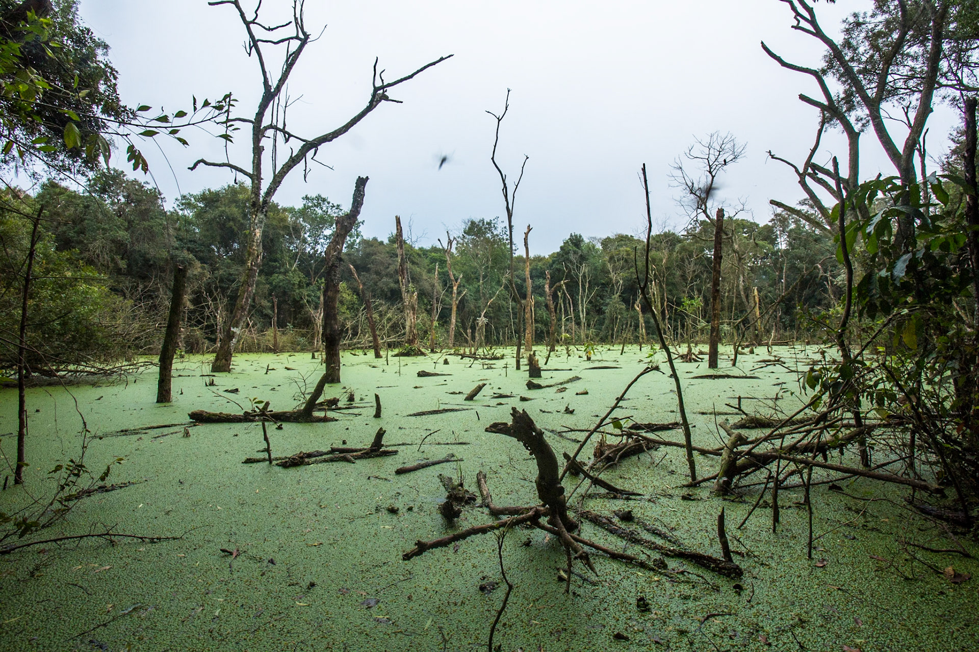 Puerto Valle Esteros, Ibera wetlands, Corrientes, Argentina