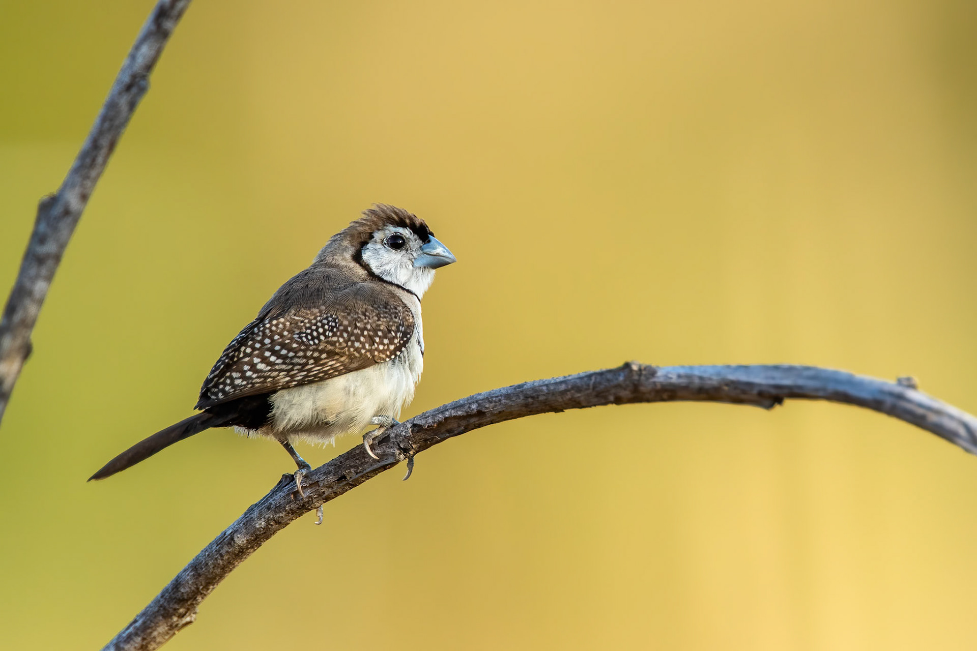 Double-barred finch, Darwin, Marlow lagoon, Darwin, Australia
