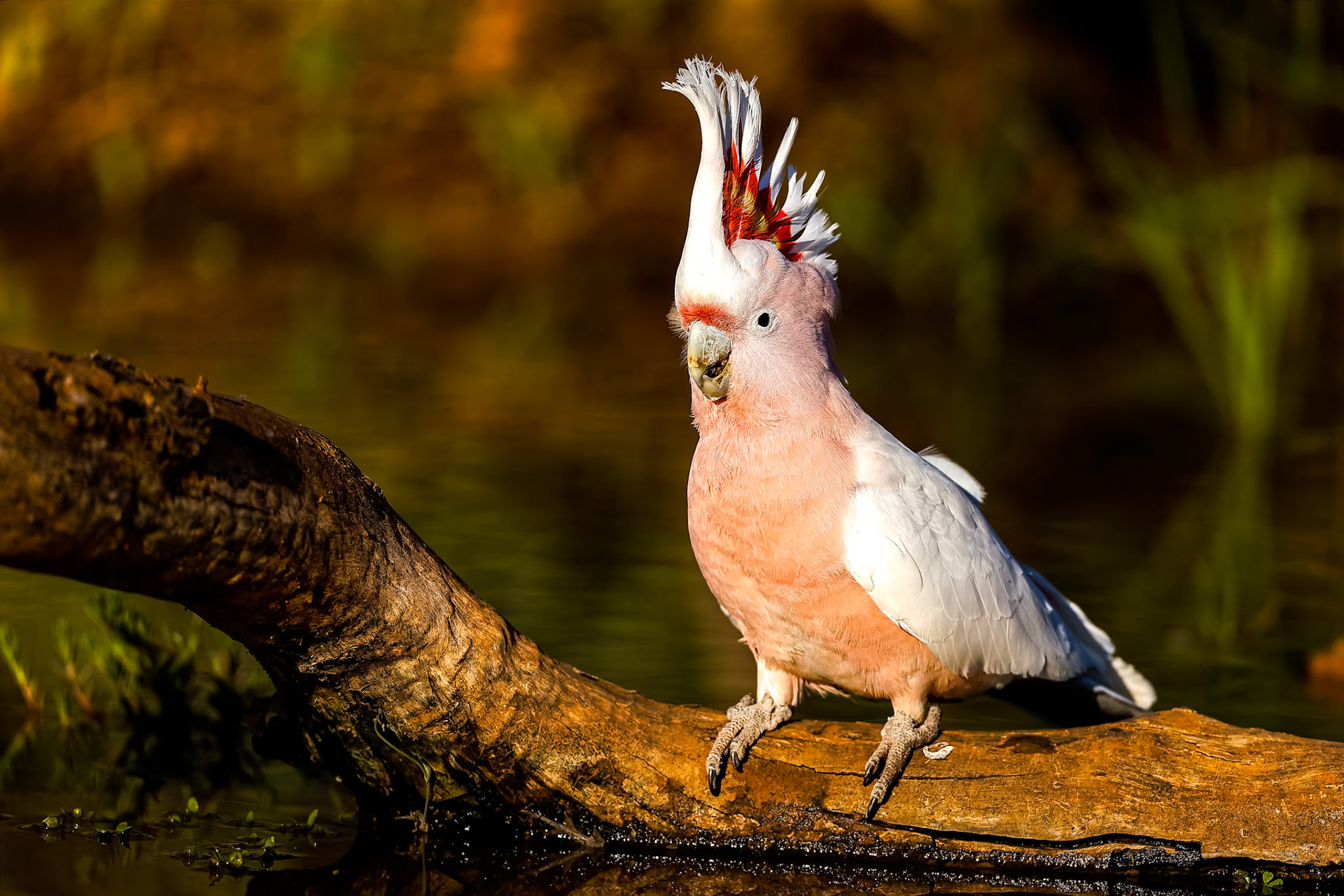 Pink cockatoo, Kerlew hide, Lake Cargelligo, NSW, Australia