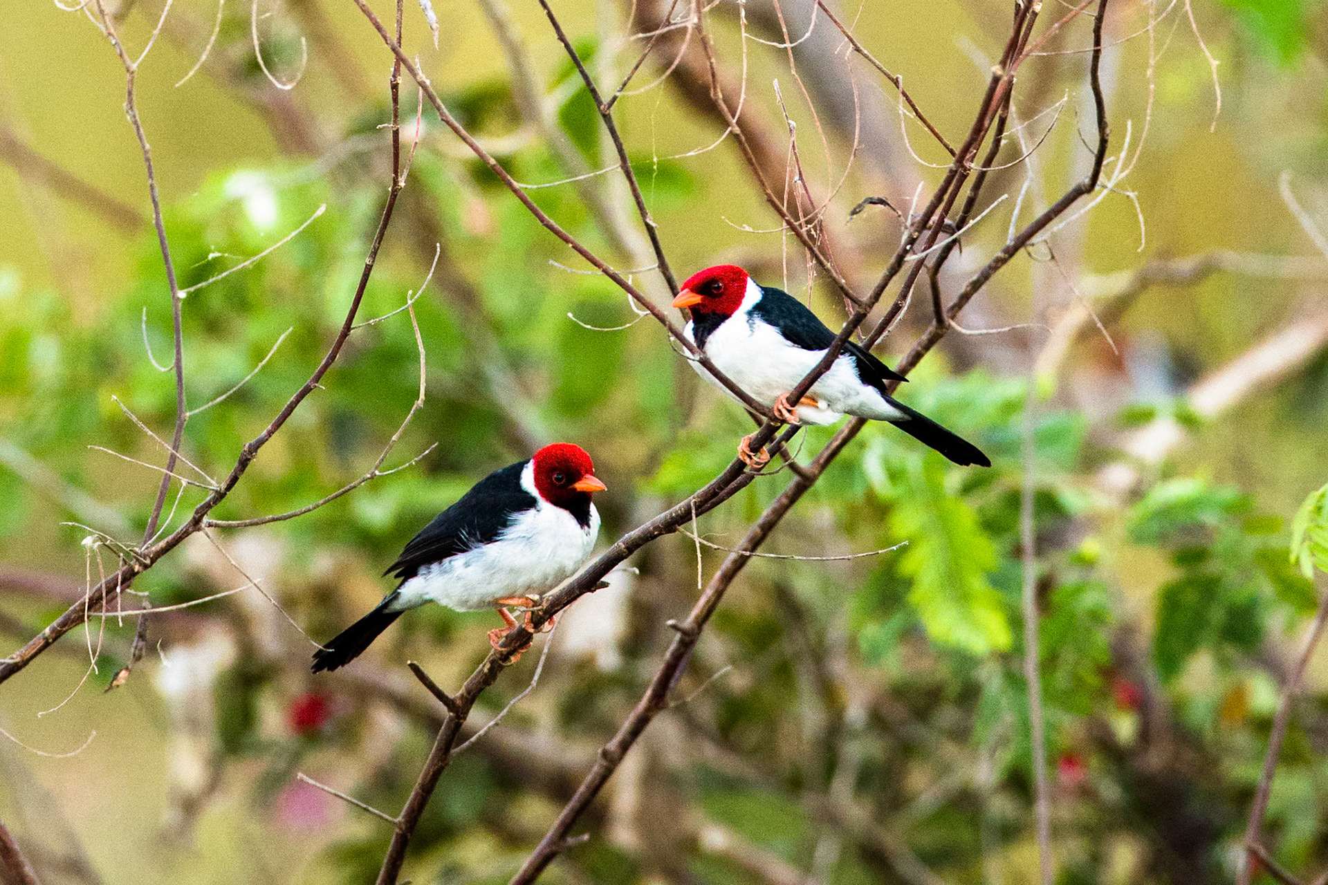 Yellow-billed cardinal, Transpantaneira, Pantanal, Brazil