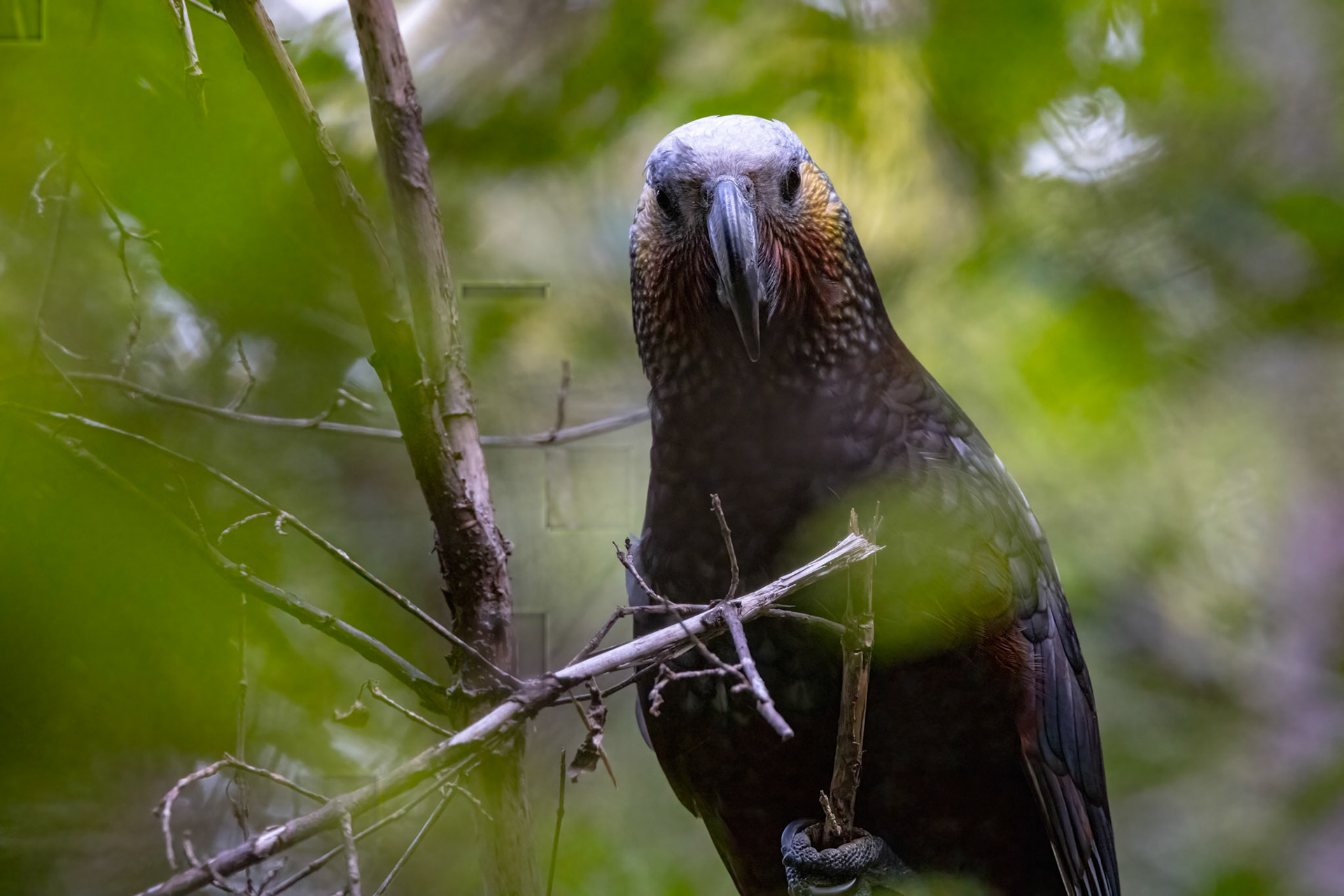 New Zealand Kaka, Ulva Island, New Zealand