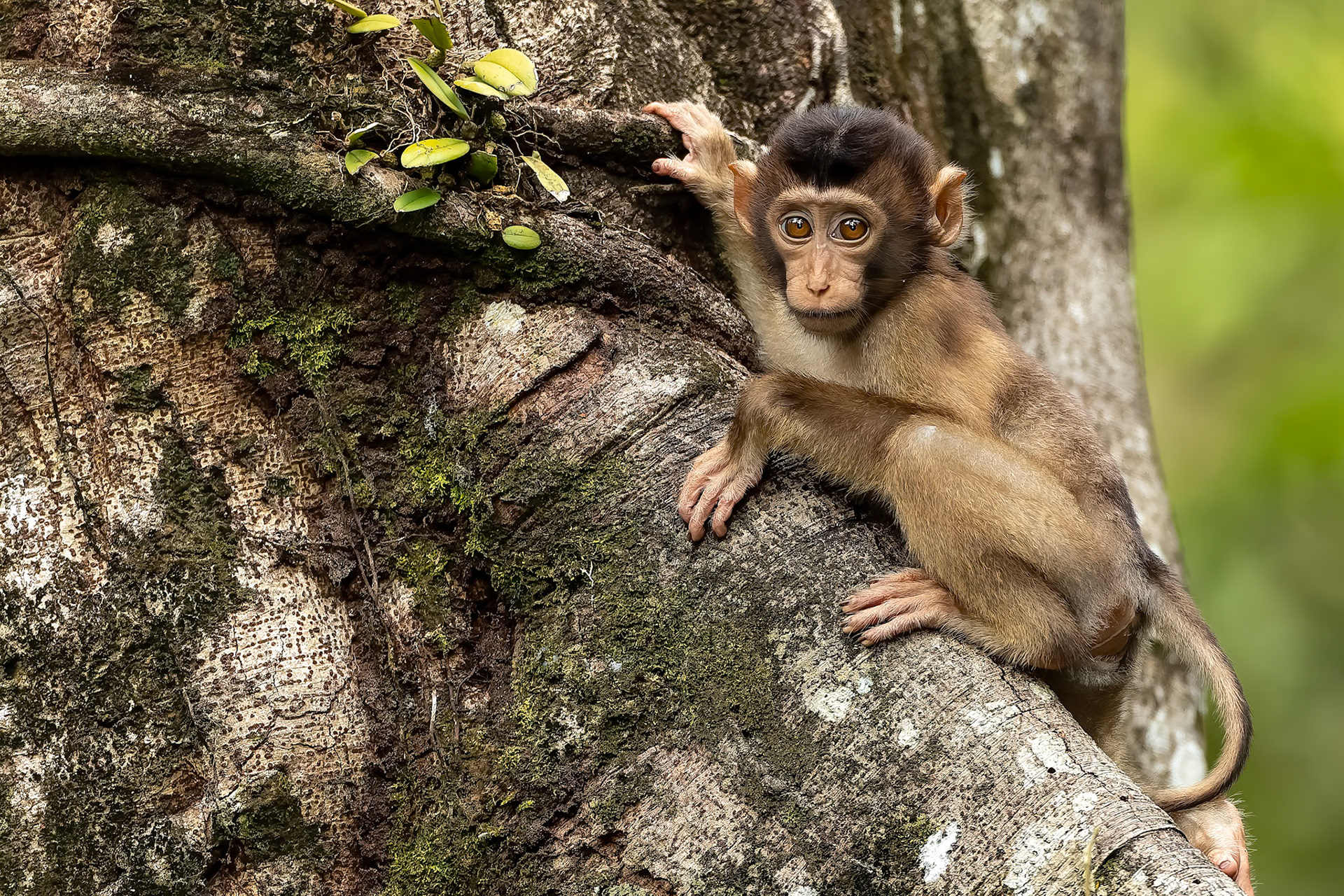 Pig-tailed macaque, Sukau, Borneo