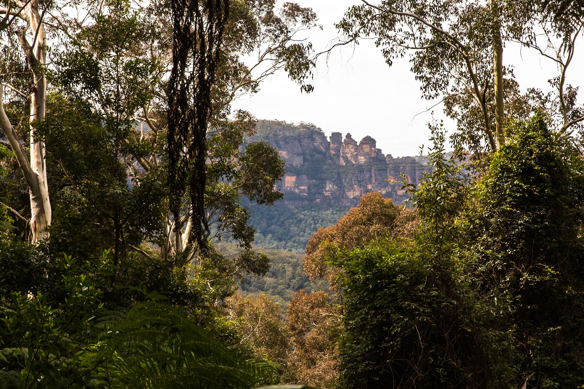 Started at the Scenic Railway and descended via Furber Steps to Federal Pass. Traversed Federal Pass past the lower station of Scenic Railway; through the landslide area; past the bottom of Golden Stairs as far as Ruined Castle.  Lunch on top Ruined Castle then completed a circuit around Ruined Castle back to Federal Pass.  Retraced our steps to Golden Stairs which we took up to Narrow Neck. Notes by Peter Watt.