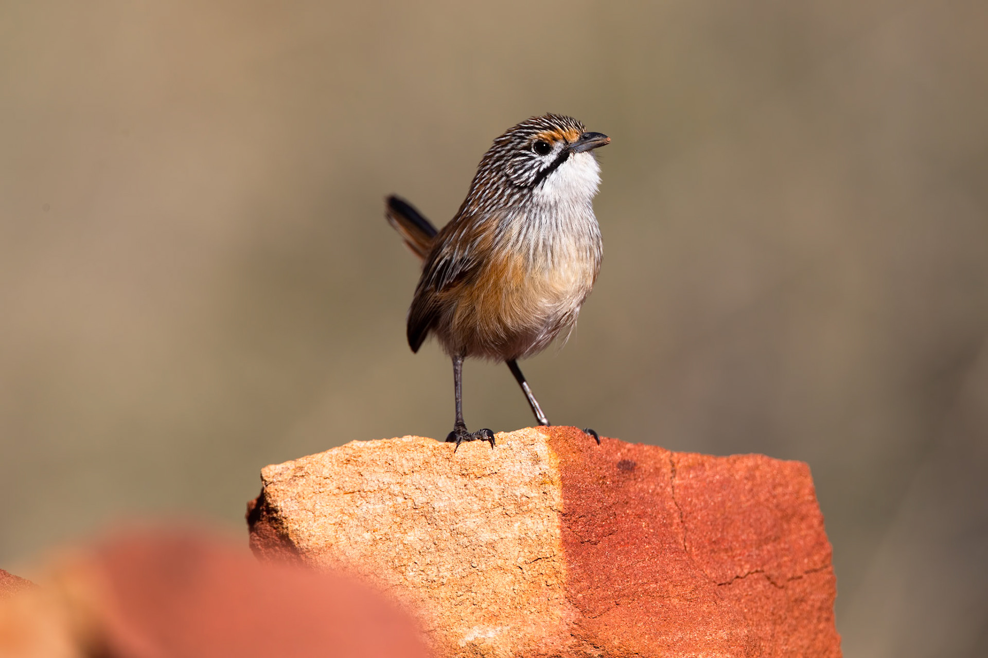 Striated (Opalton) grasswren, Opalton, Queensland, Australia
