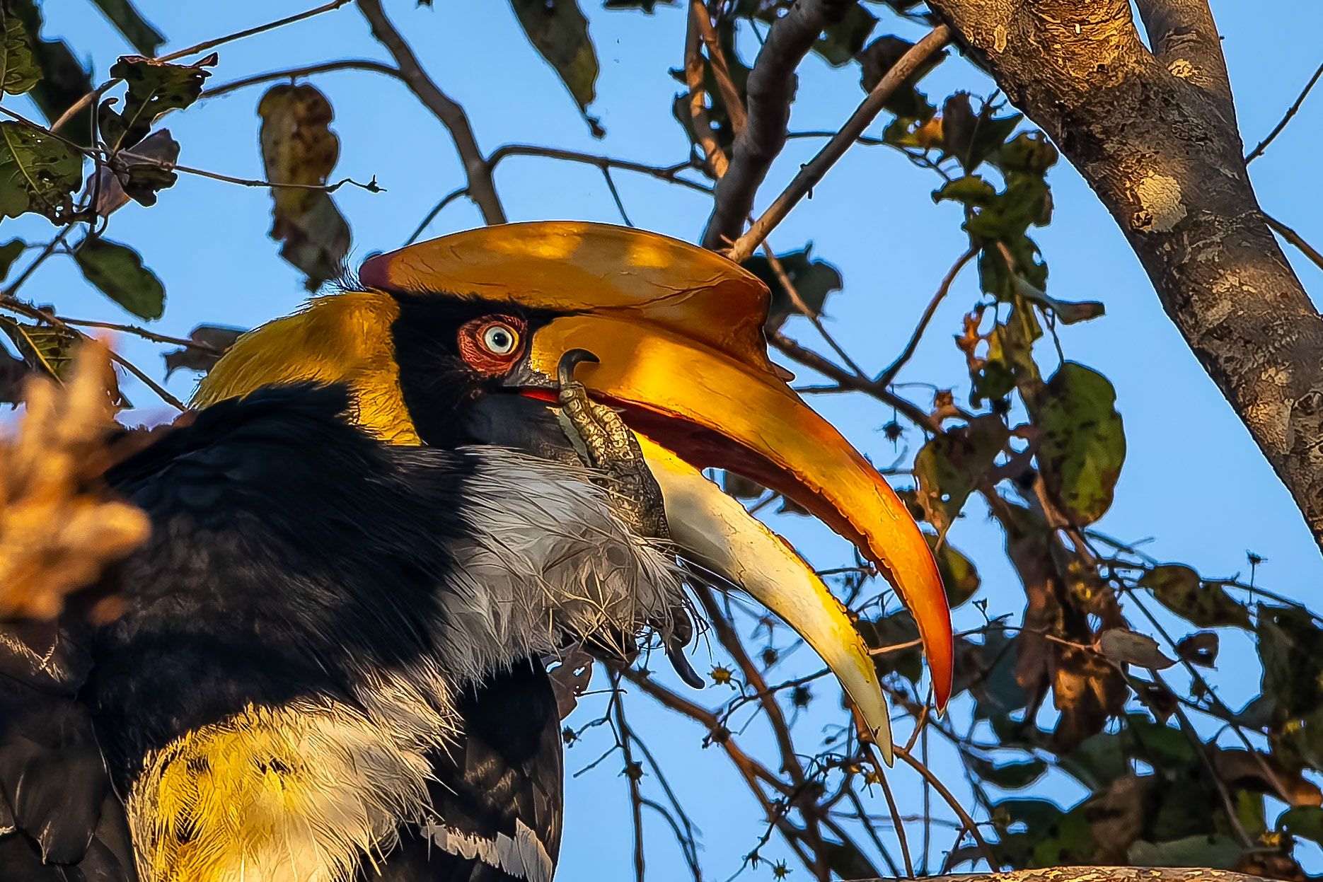 Great hornbill,, Corbett Tiger Reserve, India