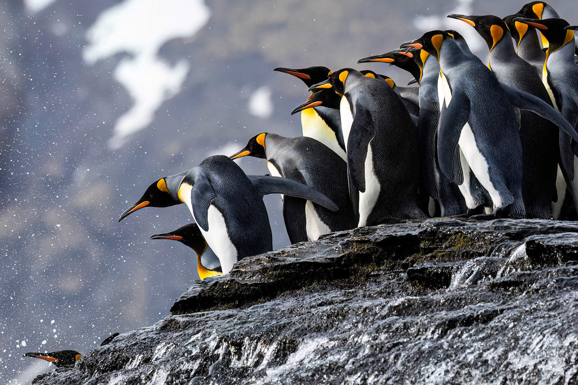 King penguins, St Andrew's Bay, South Georgia