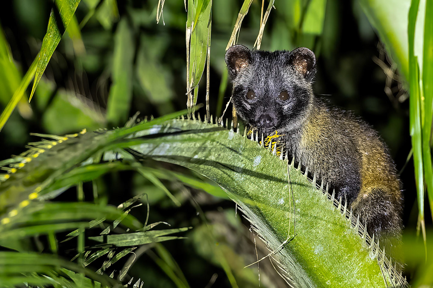 Masked palm civet, Tabin, Borneo