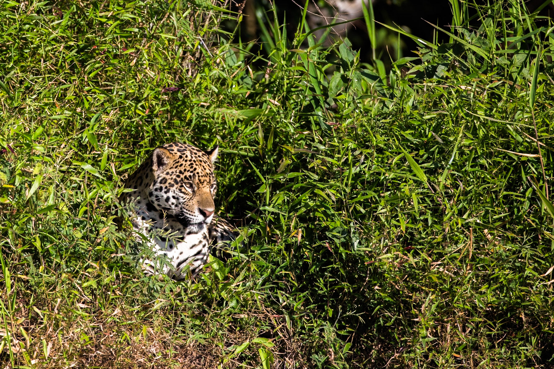 Jaguar, Porto Jofre, Pantanal, Brazil