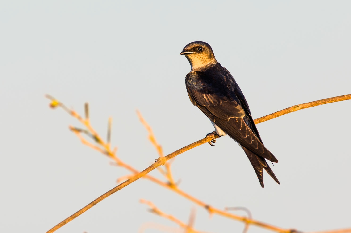 Gray-breatsed martin, Transpantaneira, Pantanal, Brazil