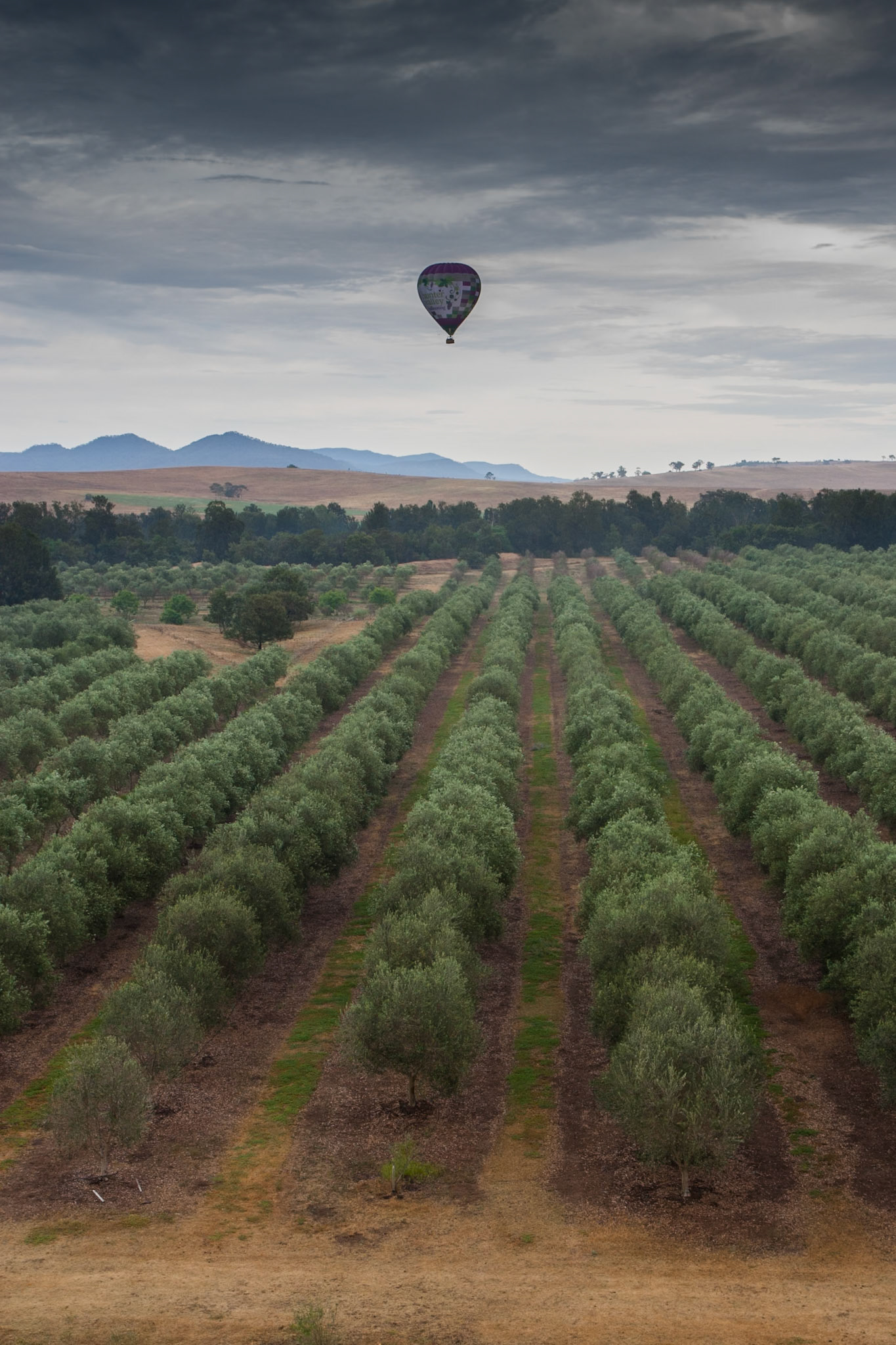 Hot air balloon ride in the Hunter Valley, New South Wales.